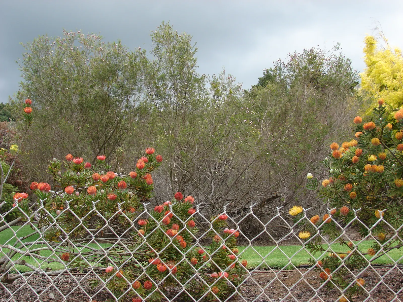 Geraldton Wax Flower (Chamelaucium Uncinatum) — exhibiting drought tolerance once established