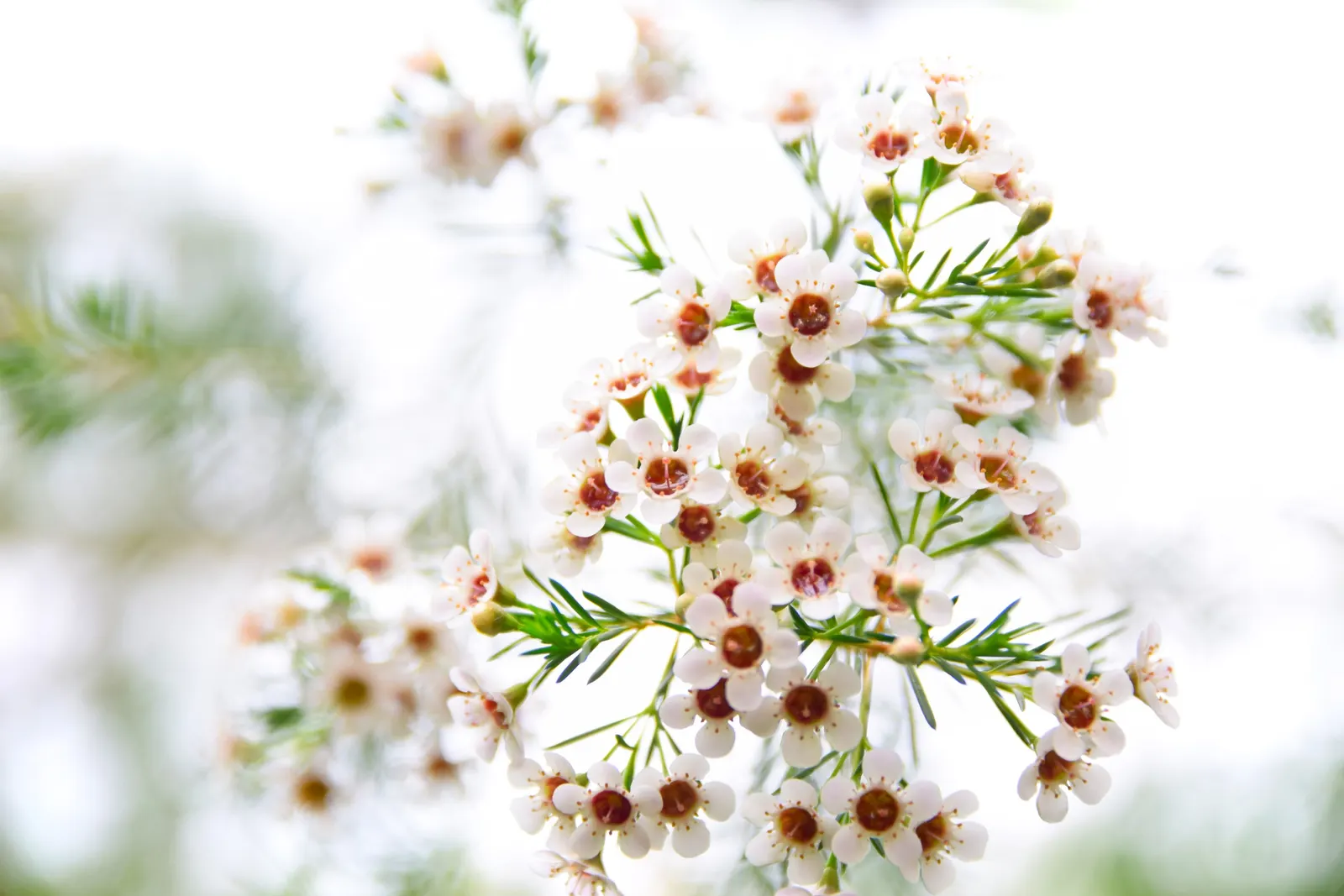 Geraldton Wax Flower (Chamelaucium Uncinatum) — Originating from Western Australia; the Geraldton Wax Flower (Chamelaucium uncinatum) is an, image 98