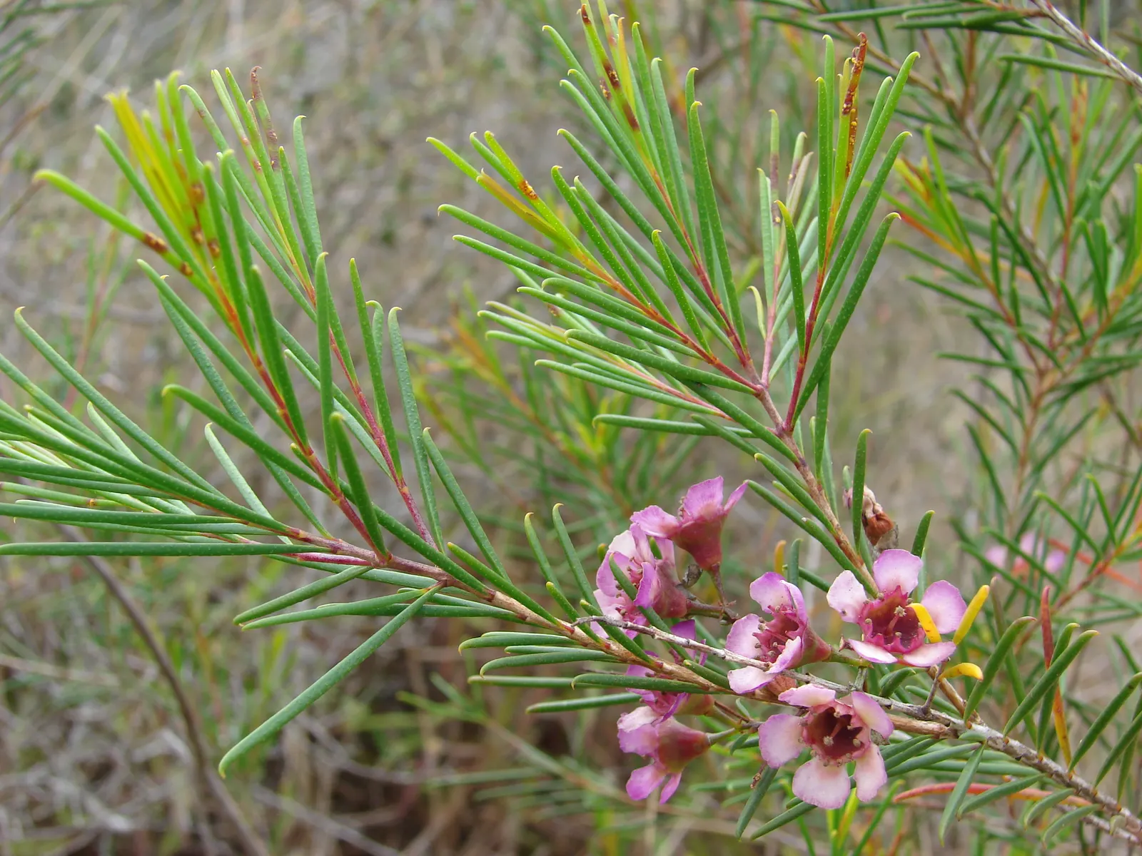 Geraldton Wax Flower (Chamelaucium Uncinatum) — Its needle-like foliage is a striking bluish-green