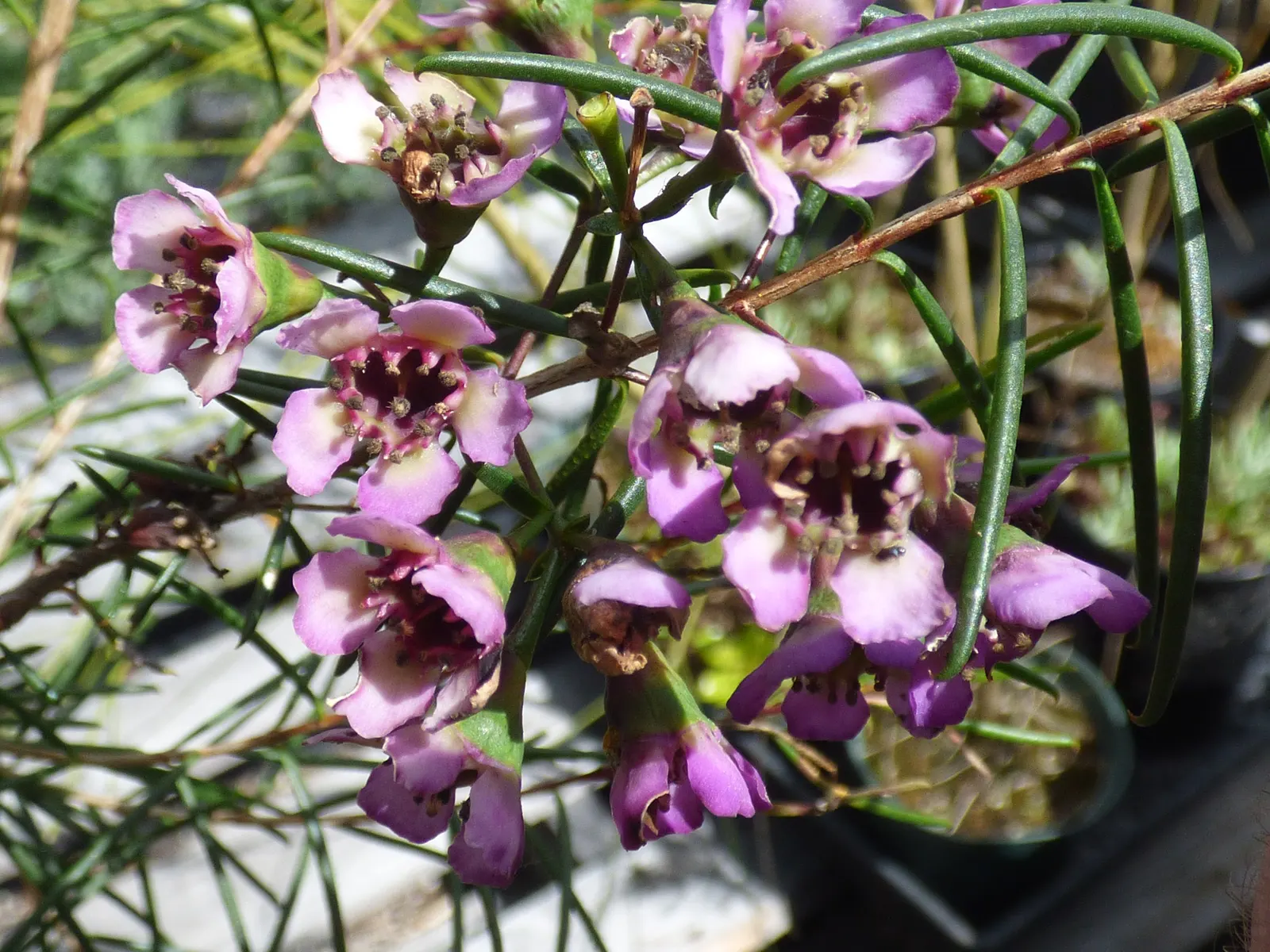 Geraldton Wax Flower (Chamelaucium Uncinatum) — is an eye-catching addition to any landscape design due to its vibrant blooms and aromatic presence