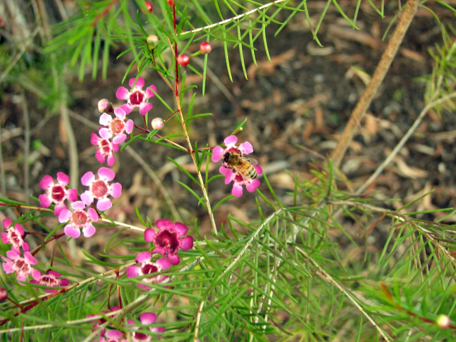 Geraldton Wax Flower (Chamelaucium Uncinatum) — Originating from Western Australia