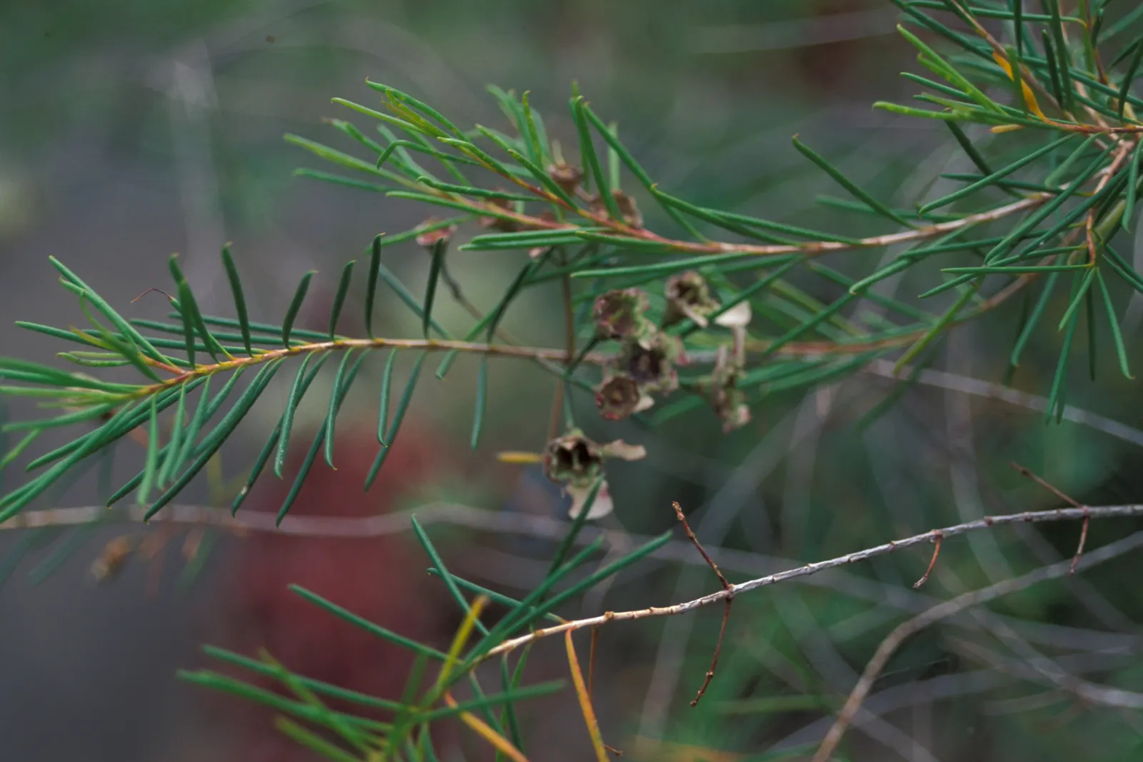 Geraldton Wax Flower (Chamelaucium Uncinatum) — The Geraldton Wax Flower (Chamelaucium uncinatum) is an Australian native shrub; exhibiting drought tolerance
