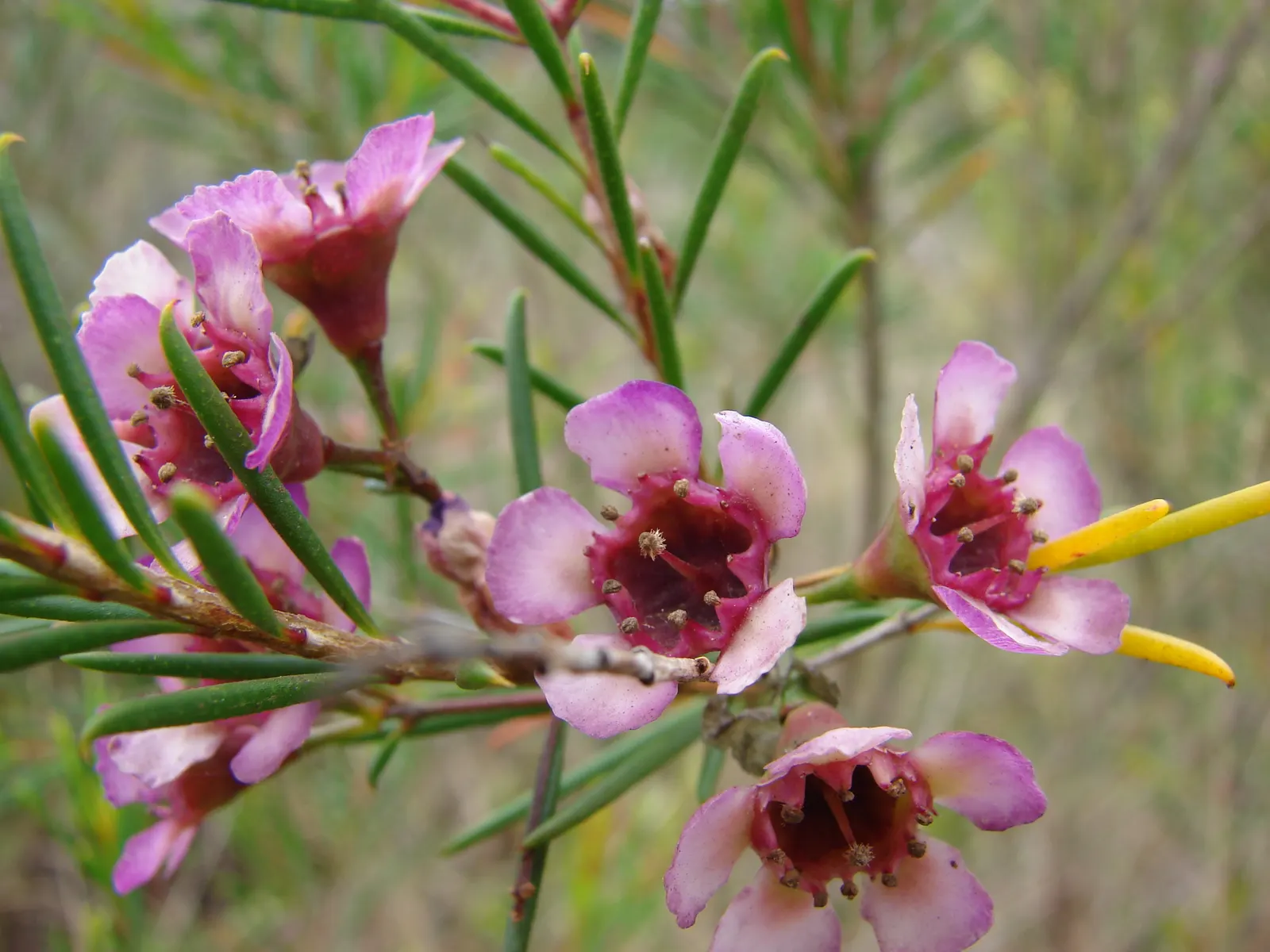 Geraldton Wax Flower (Chamelaucium Uncinatum) — clients should prune lightly after flowering concludes to maintain its compact form and encourage, image 105