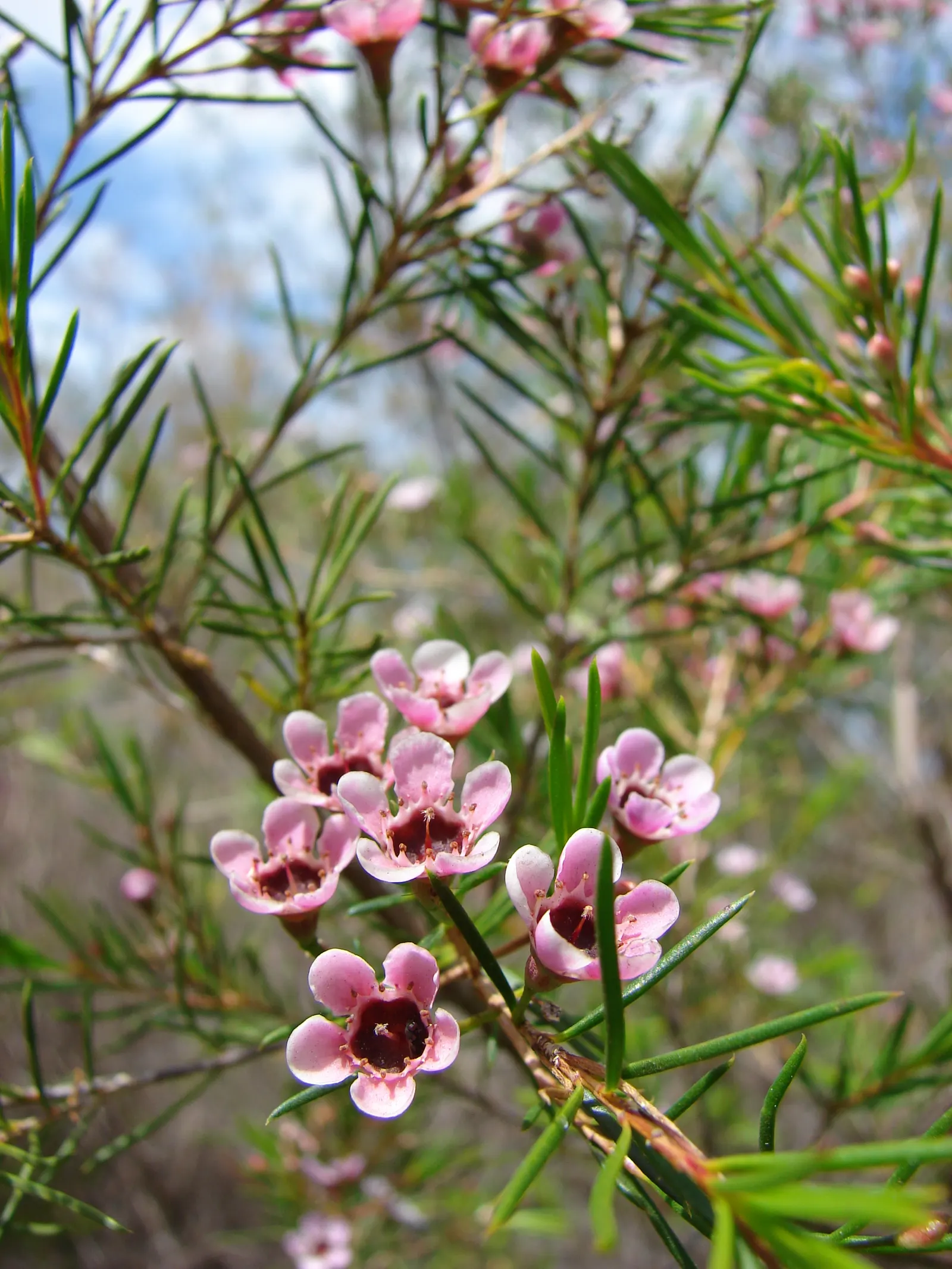 Geraldton Wax Flower (Chamelaucium Uncinatum) — The Geraldton Wax Flower (Chamelaucium uncinatum) is an Australian native shrub; exhibiting drought, image 89