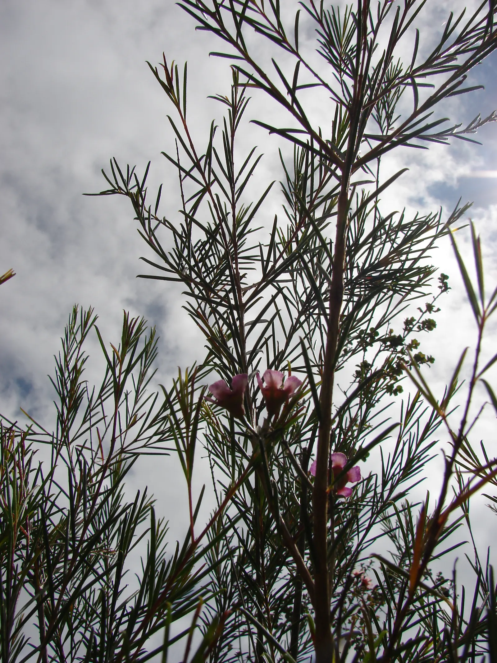 Geraldton Wax Flower (Chamelaucium Uncinatum) — Typically growing to 4-10 feet tall with an equal spread; its needle-like foliage is a striking, image 90