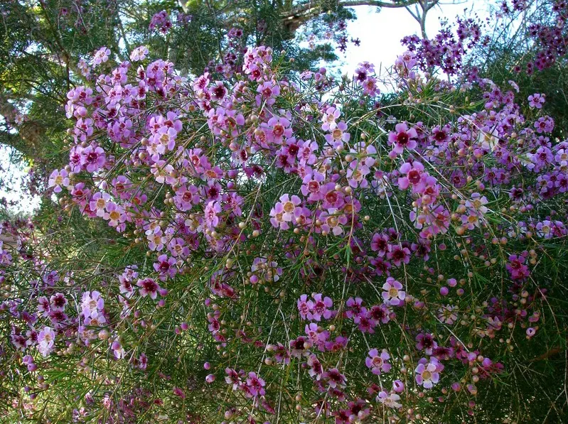 Geraldton Wax Flower (Chamelaucium Uncinatum) — emerge in spring and summer