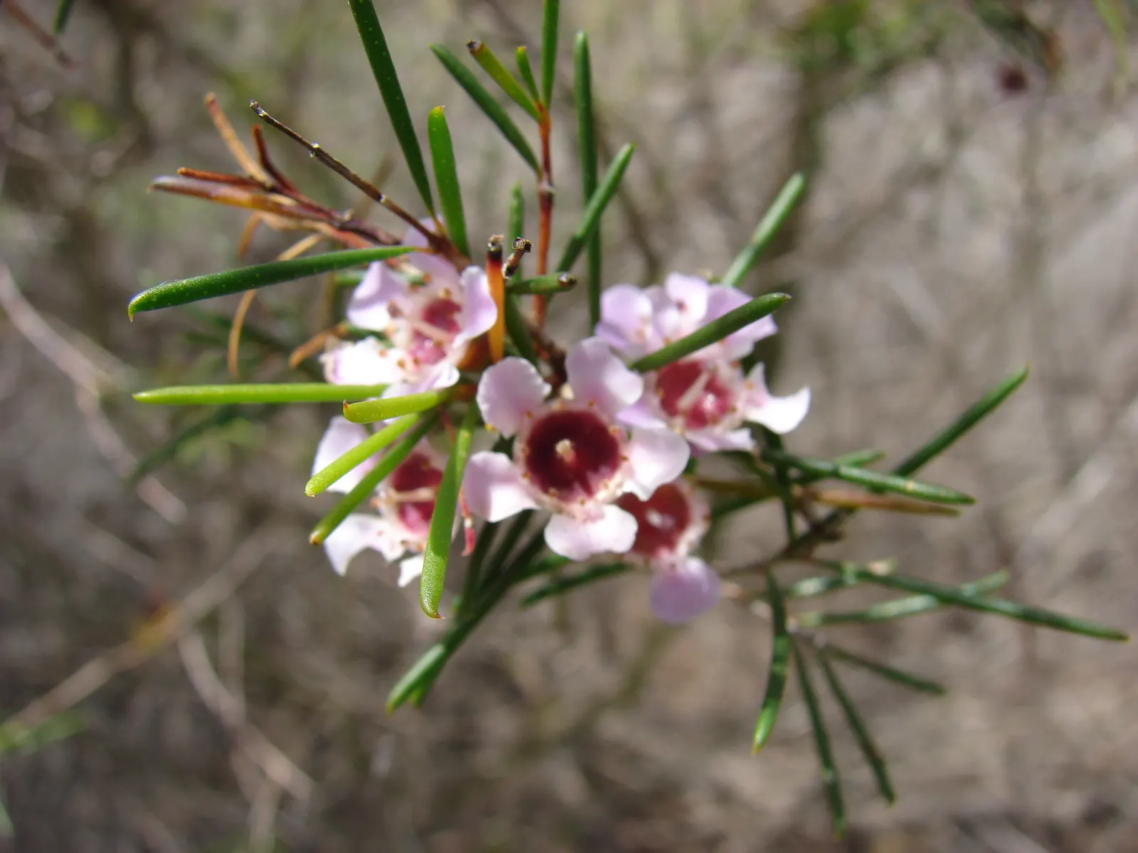 Geraldton Wax Flower (Chamelaucium Uncinatum) — making it an excellent selection for water-wise gardens.<br><br>For optimal health and blooming, image 104