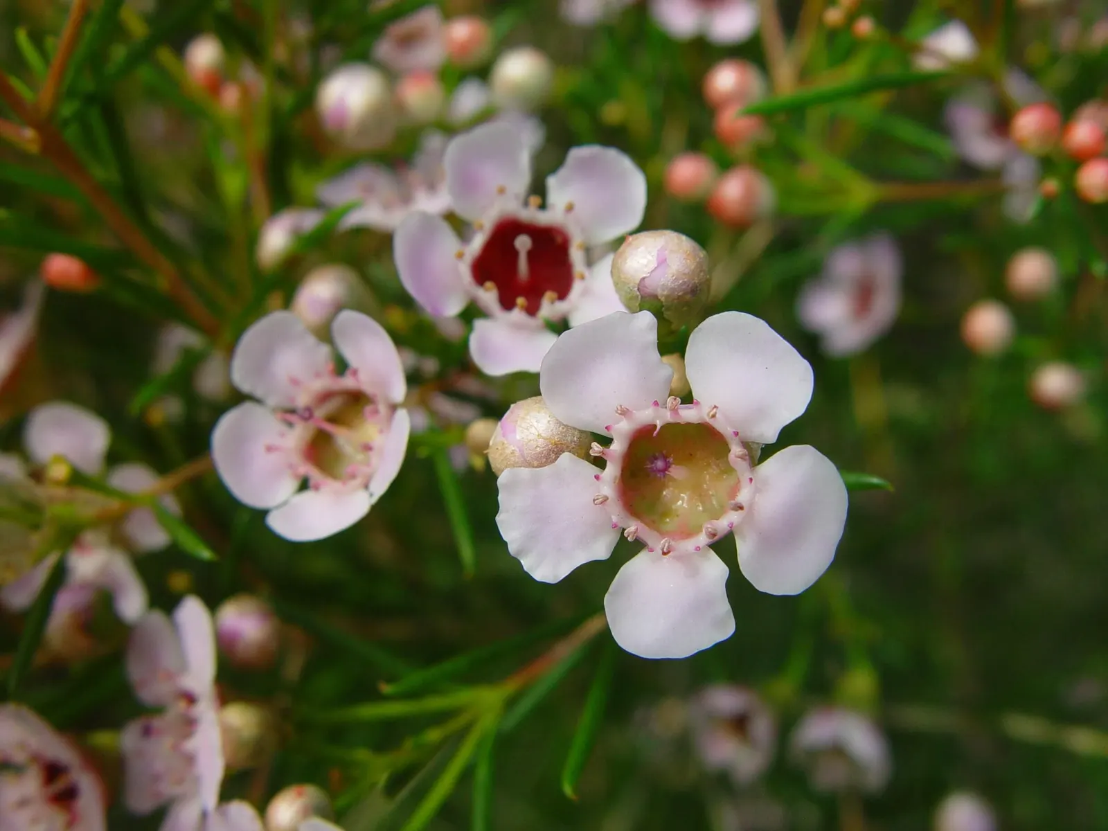 Geraldton Wax Flower (Chamelaucium Uncinatum) — emerge in spring and summer; clients should prune lightly after flowering concludes to maintain its, image 50