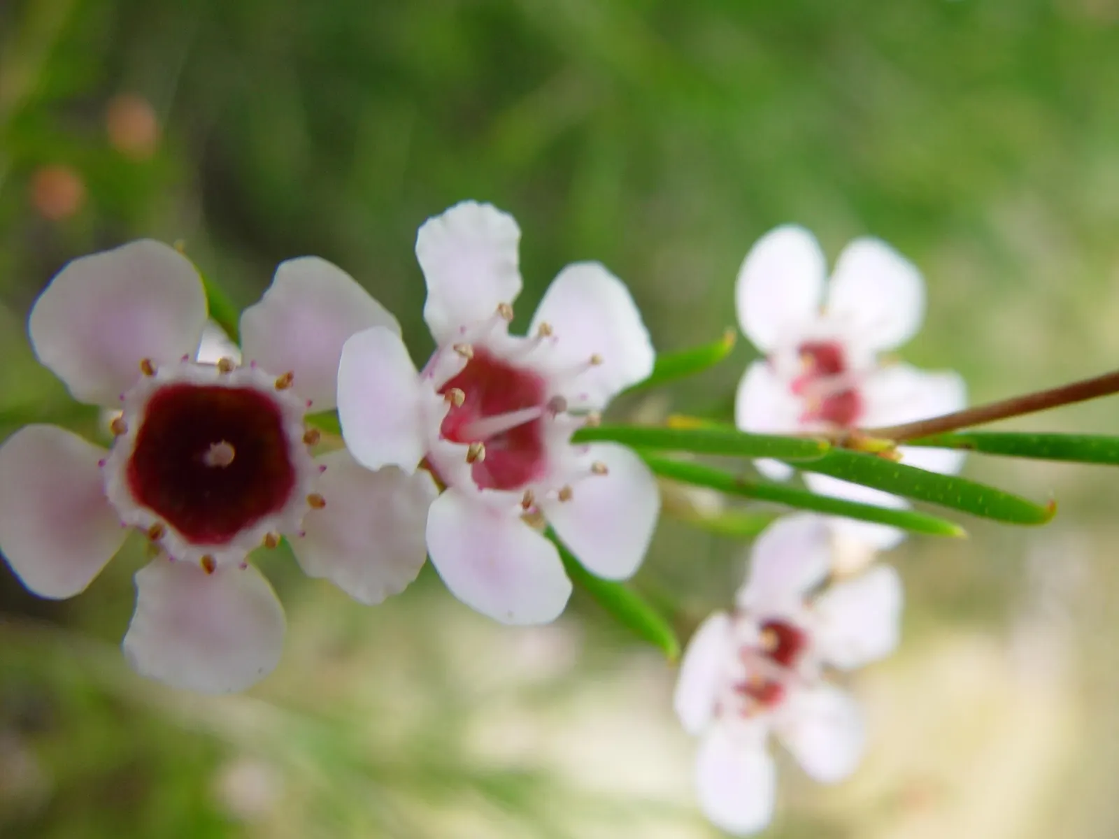 Geraldton Wax Flower (Chamelaucium Uncinatum) — scientifically termed Chamelaucium uncinatum; is an eye-catching addition to any landscape design, image 74