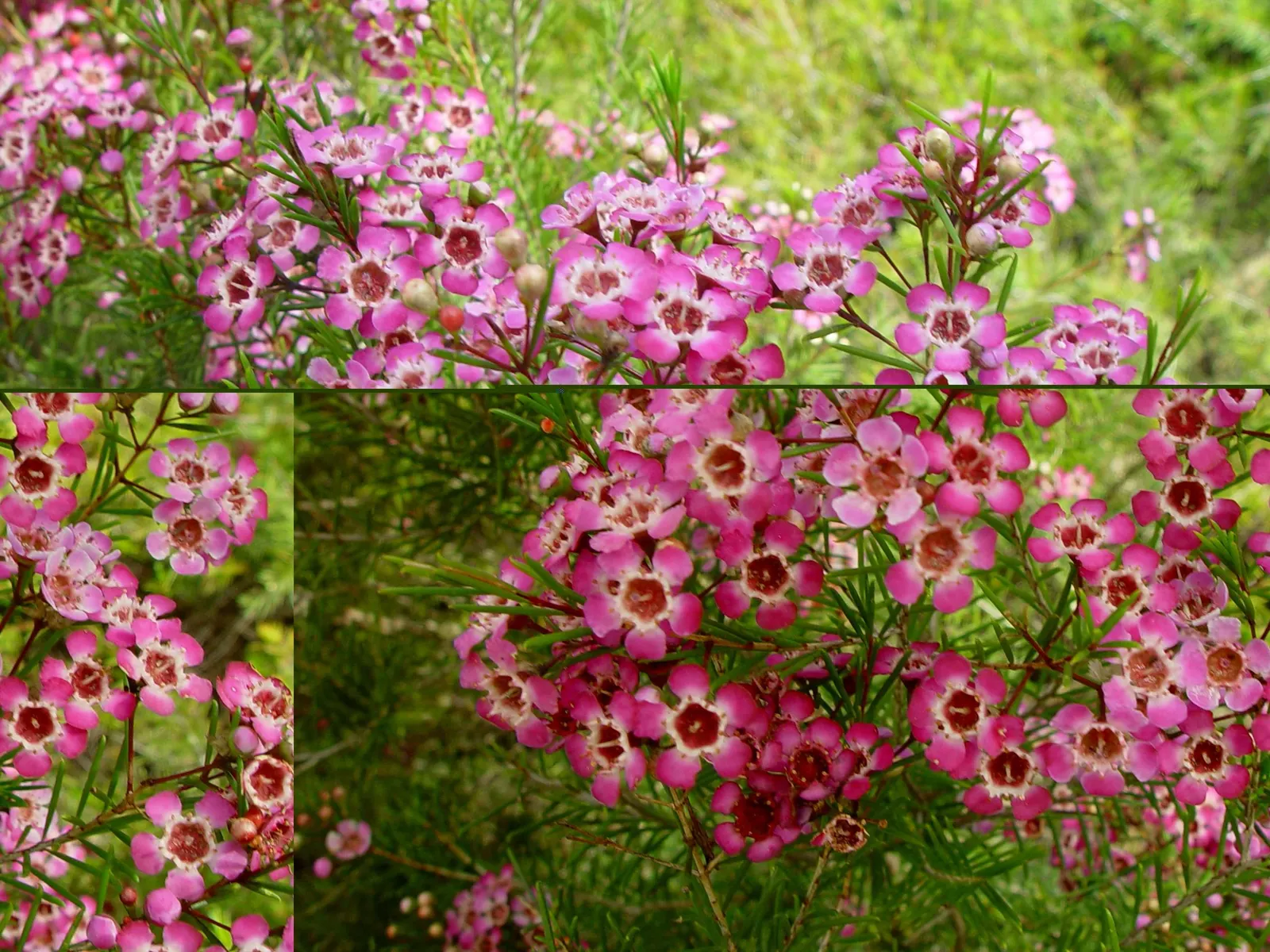 Geraldton Wax Flower (Chamelaucium Uncinatum) — emerge in spring and summer; clients should prune lightly after flowering concludes to maintain its compact