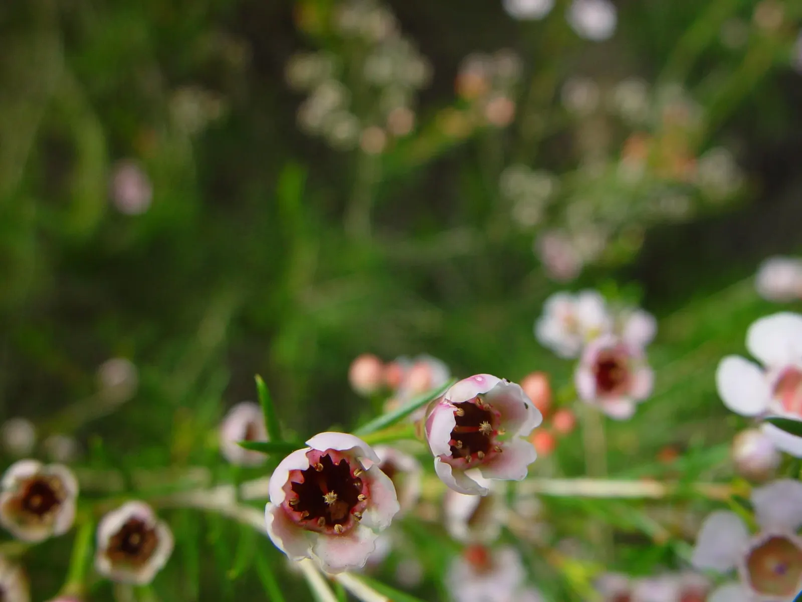 Geraldton Wax Flower (Chamelaucium Uncinatum) — is an eye-catching addition to any landscape design due to its vibrant blooms and aromatic, image 53
