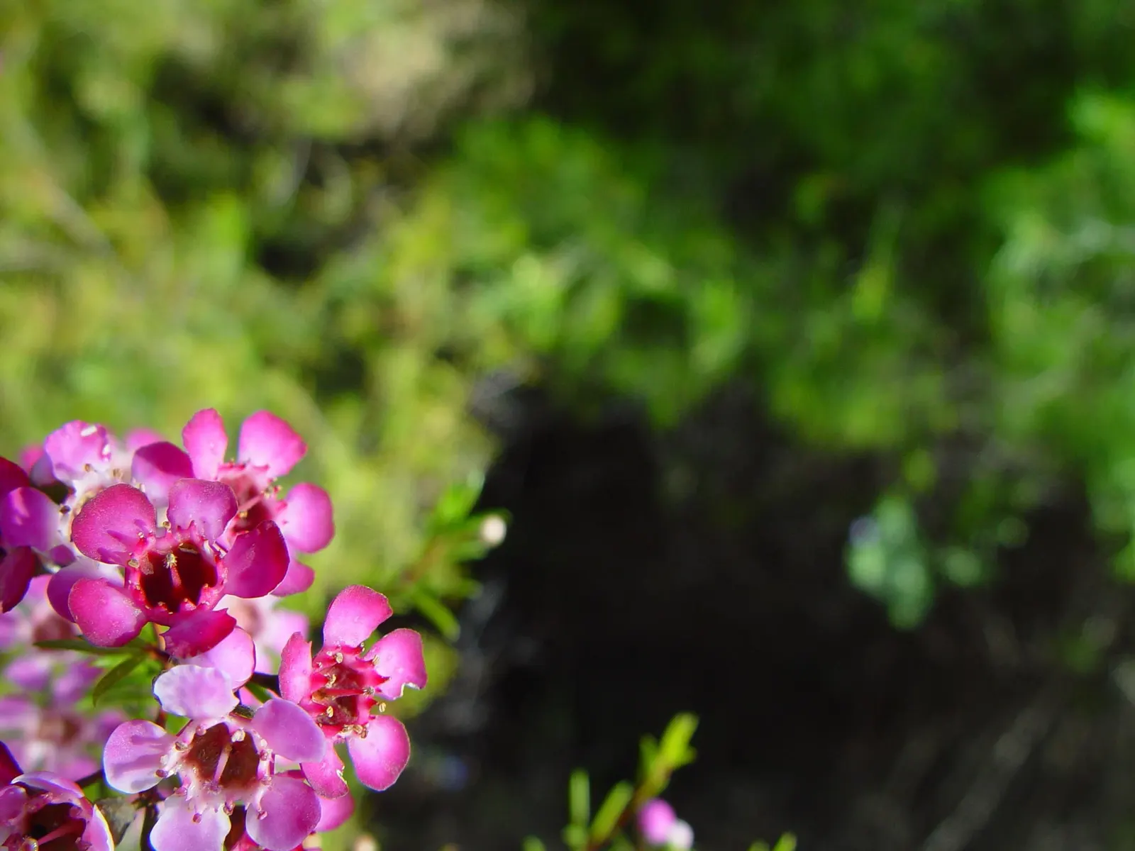 Geraldton Wax Flower (Chamelaucium Uncinatum) — each with a diameter of approximately 1 inch; it is notably drought-tolerant once established, image 78