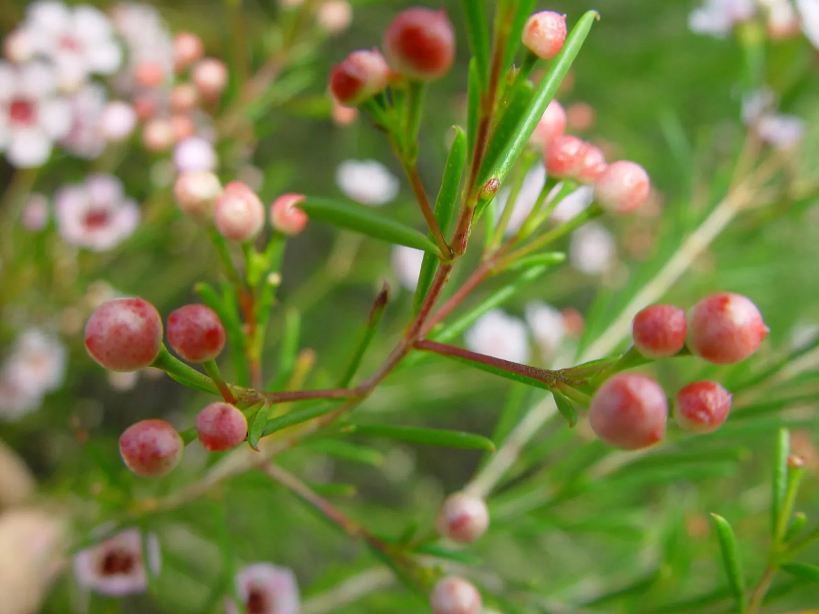 Geraldton Wax Flower (Chamelaucium Uncinatum) — It is notably drought-tolerant once established