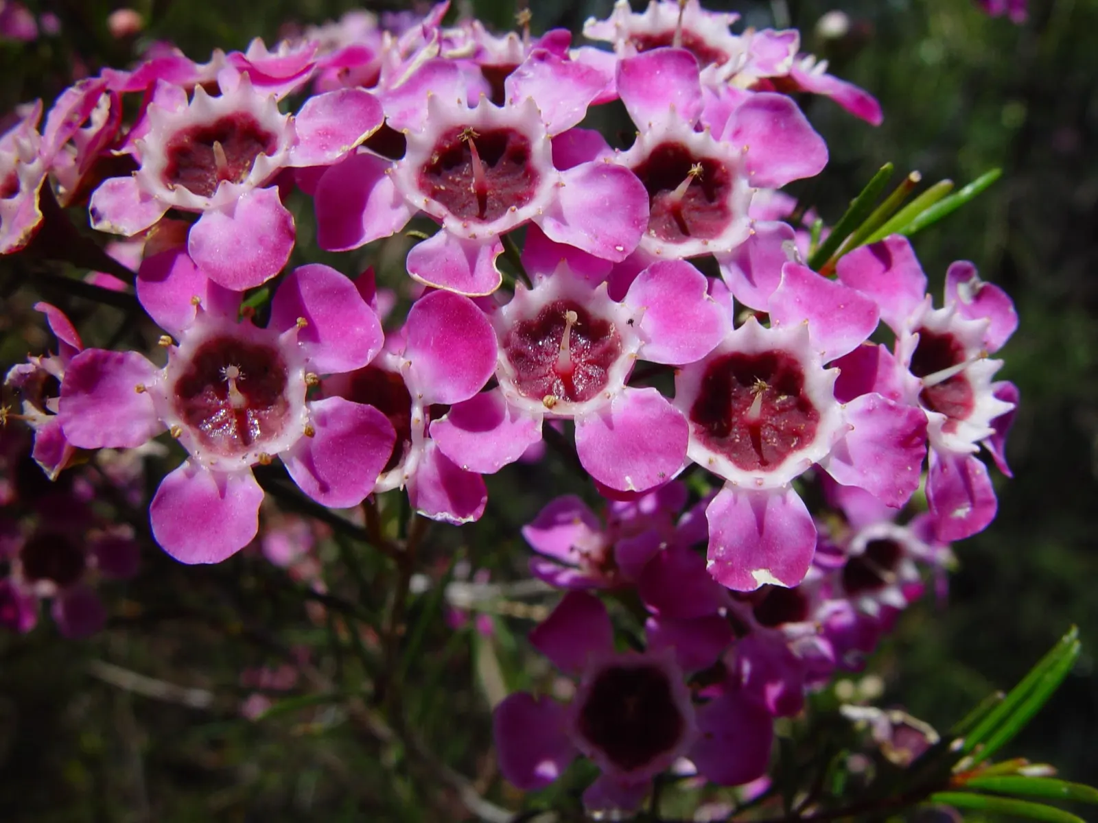 Geraldton Wax Flower (Chamelaucium Uncinatum) — Geraldton Wax thrives in USDA zones 9 to 10, preferring full sun exposure to part shade and well-drained soils