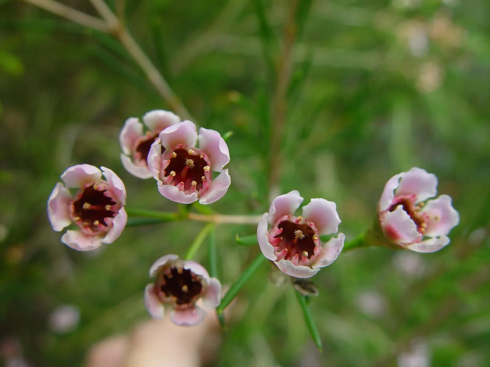 Geraldton Wax Flower (Chamelaucium Uncinatum) — scientifically termed Chamelaucium uncinatum; is an eye-catching addition to any landscape design, image 52