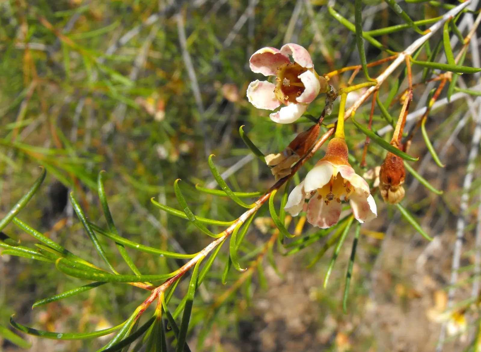 Geraldton Wax Flower (Chamelaucium Uncinatum) — Originating from Western Australia; the Geraldton Wax Flower (Chamelaucium uncinatum) is an, image 76
