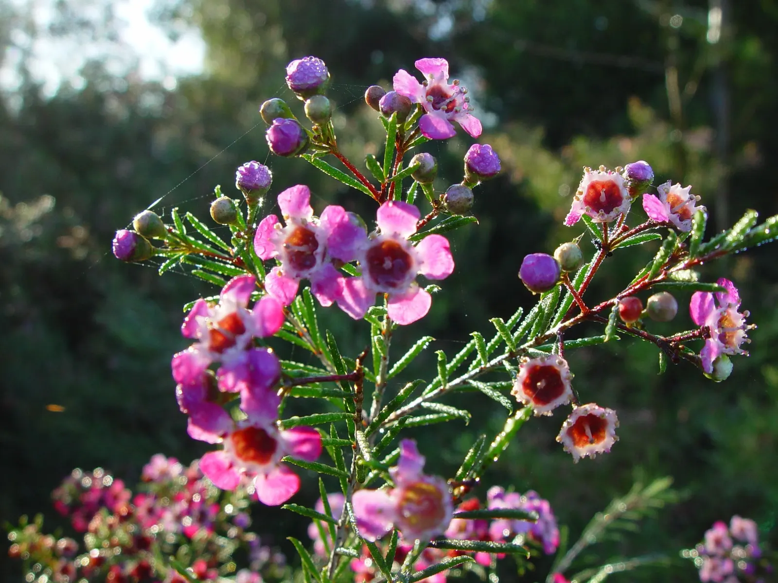 Geraldton Wax Flower (Chamelaucium Uncinatum) — is an eye-catching addition to any landscape design due to its vibrant blooms and aromatic, image 75