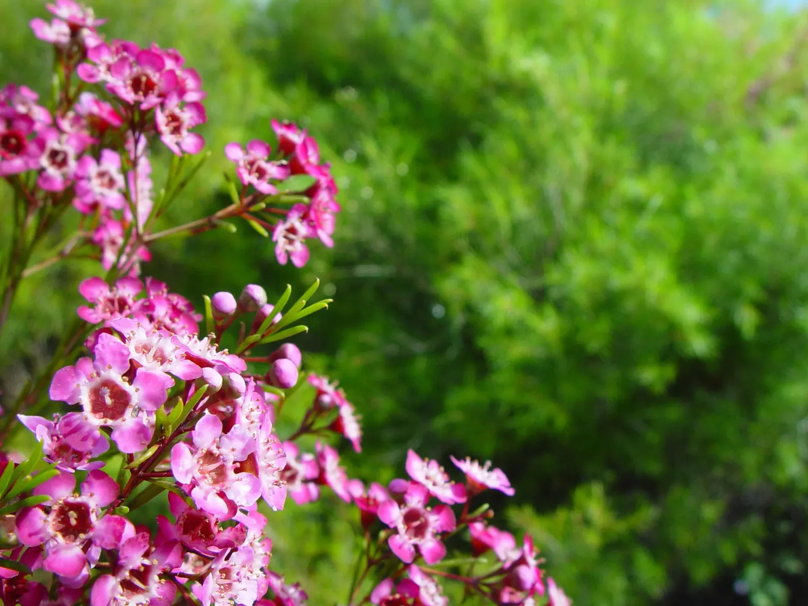 Geraldton Wax Flower (Chamelaucium Uncinatum) — Its needle-like foliage is a striking bluish-green; scientifically termed Chamelaucium uncinatum, image 77