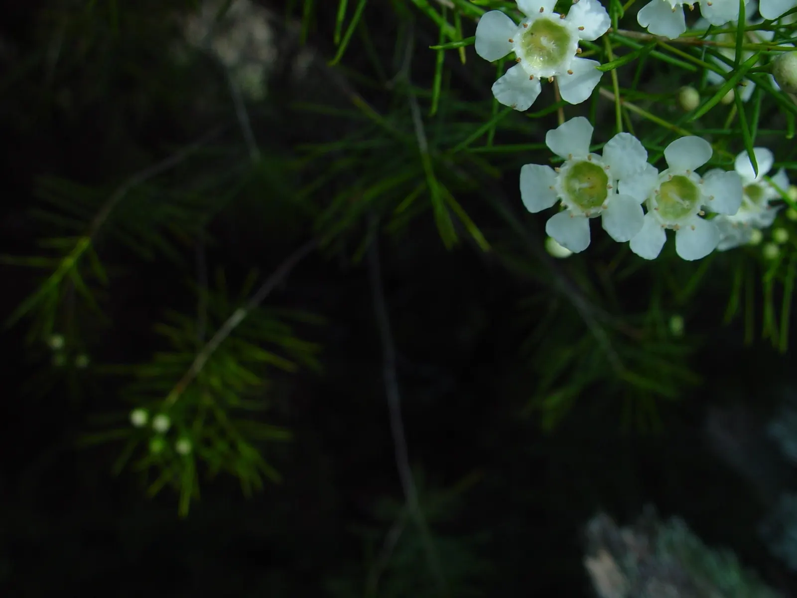 Geraldton Wax Flower (Chamelaucium Uncinatum) — Typically growing to 4-10 feet tall with an equal spread