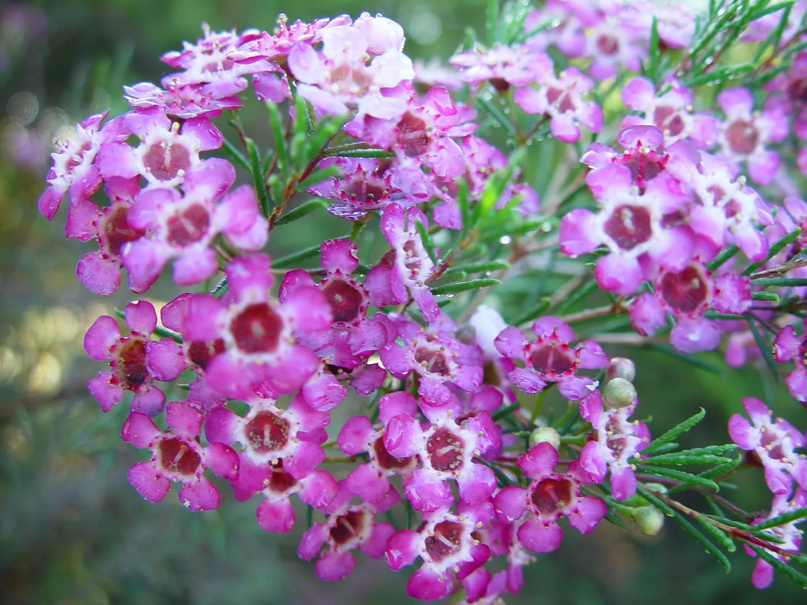 Geraldton Wax Flower (Chamelaucium Uncinatum) — Hardy and relatively low on maintenance