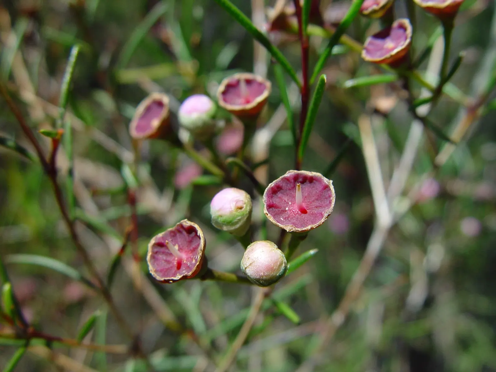 Geraldton Wax Flower (Chamelaucium Uncinatum) — shrub with multi-colored and pink and white blooms
