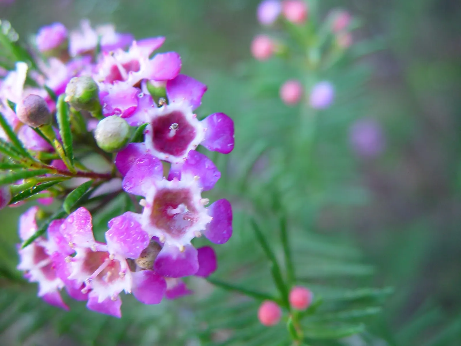 Geraldton Wax Flower (Chamelaucium Uncinatum) — clients should prune lightly after flowering concludes to maintain its compact form and encourage new growth