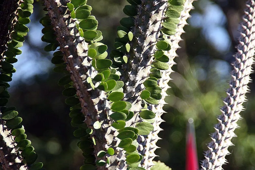 African Madigascan (Alluaudia Procera) — Space at least 6 feet apart to accommodate its spread; commonly known as the African Madagascar Ocotillo or simply the