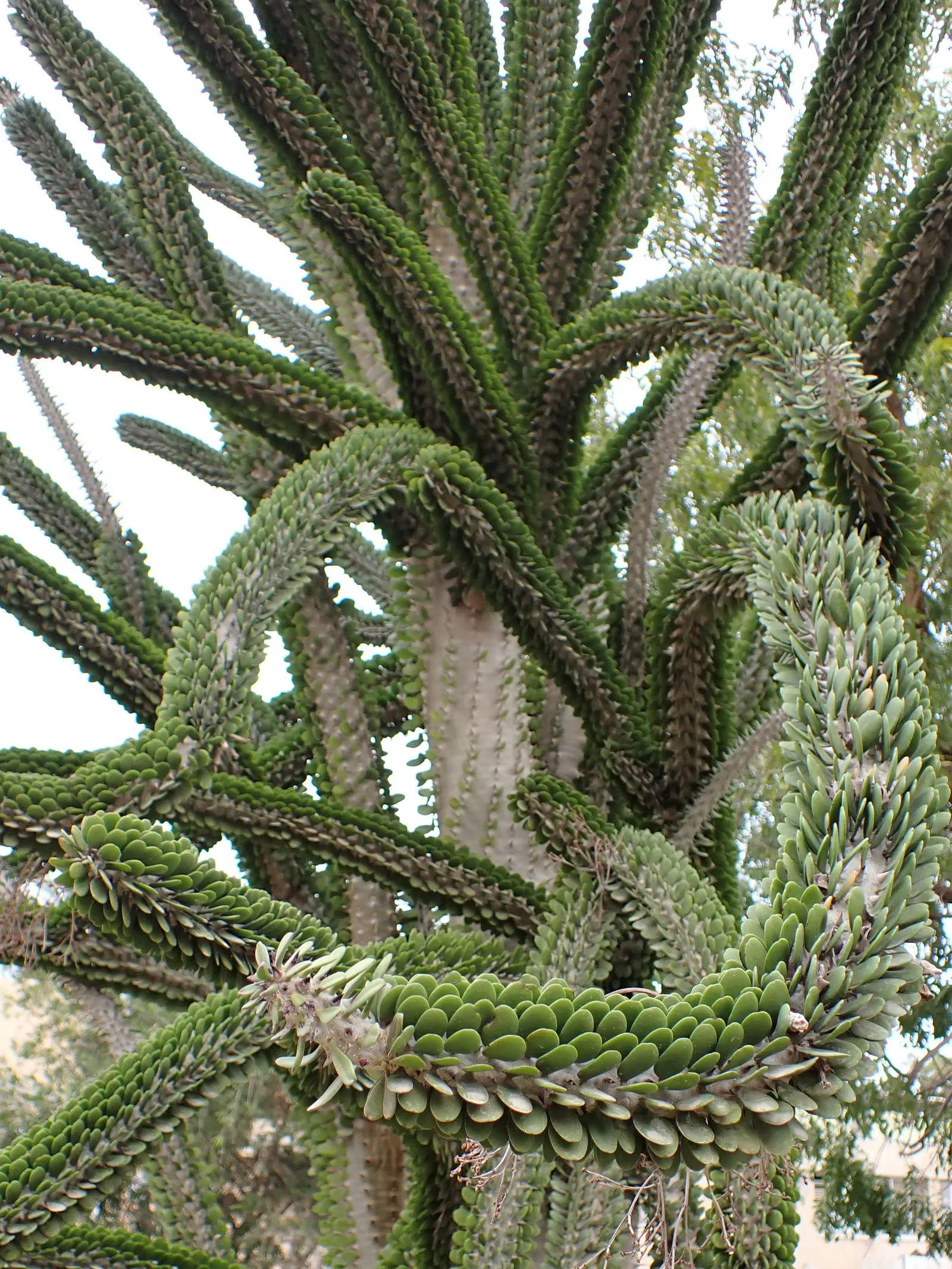 African Madigascan (Alluaudia Procera) — Suitable for xeriscapes, it thrives in full sun and well-draining soil