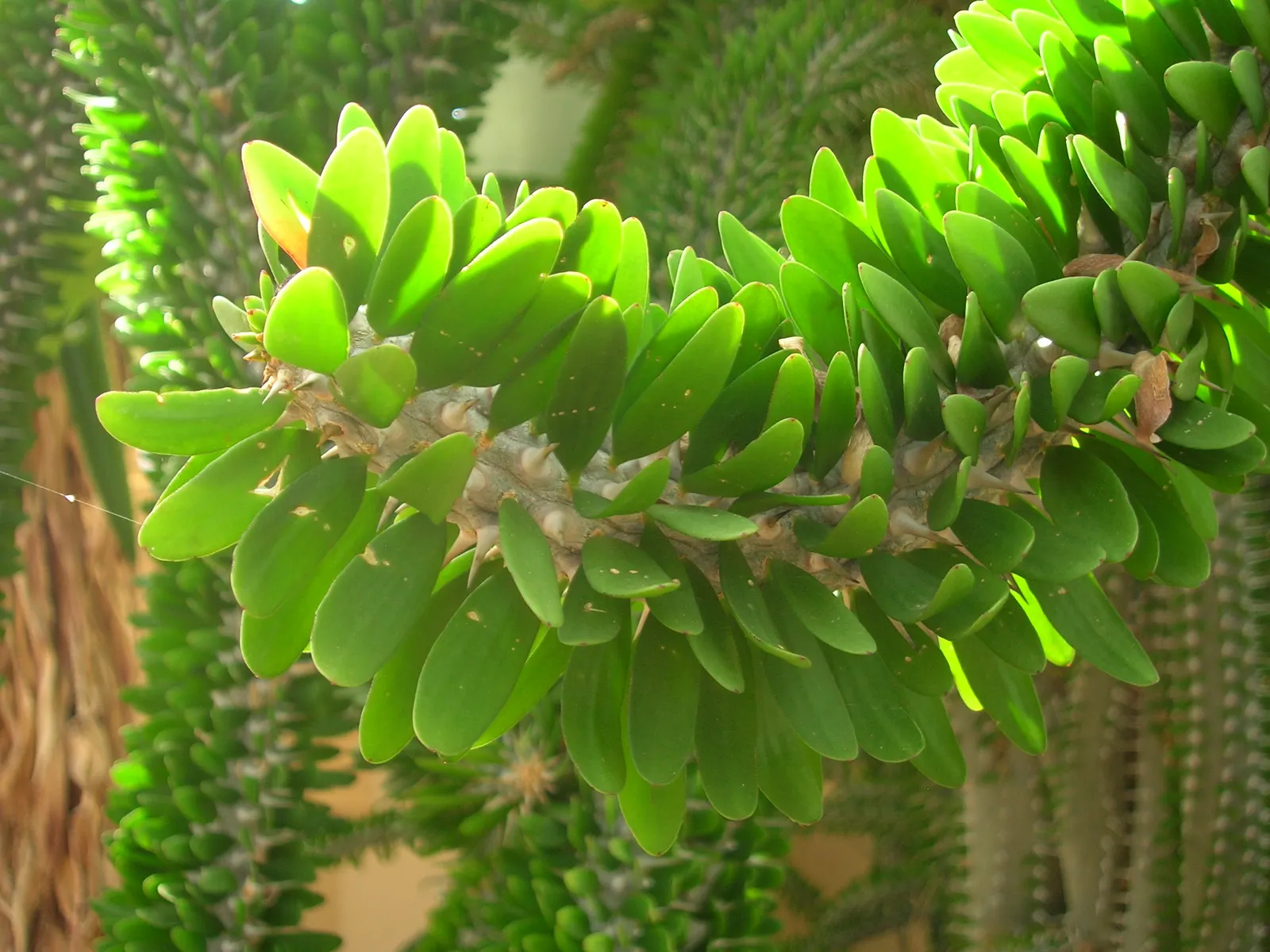African Madigascan (Alluaudia Procera) — showcasing the attractive; growing up to 18 feet tall