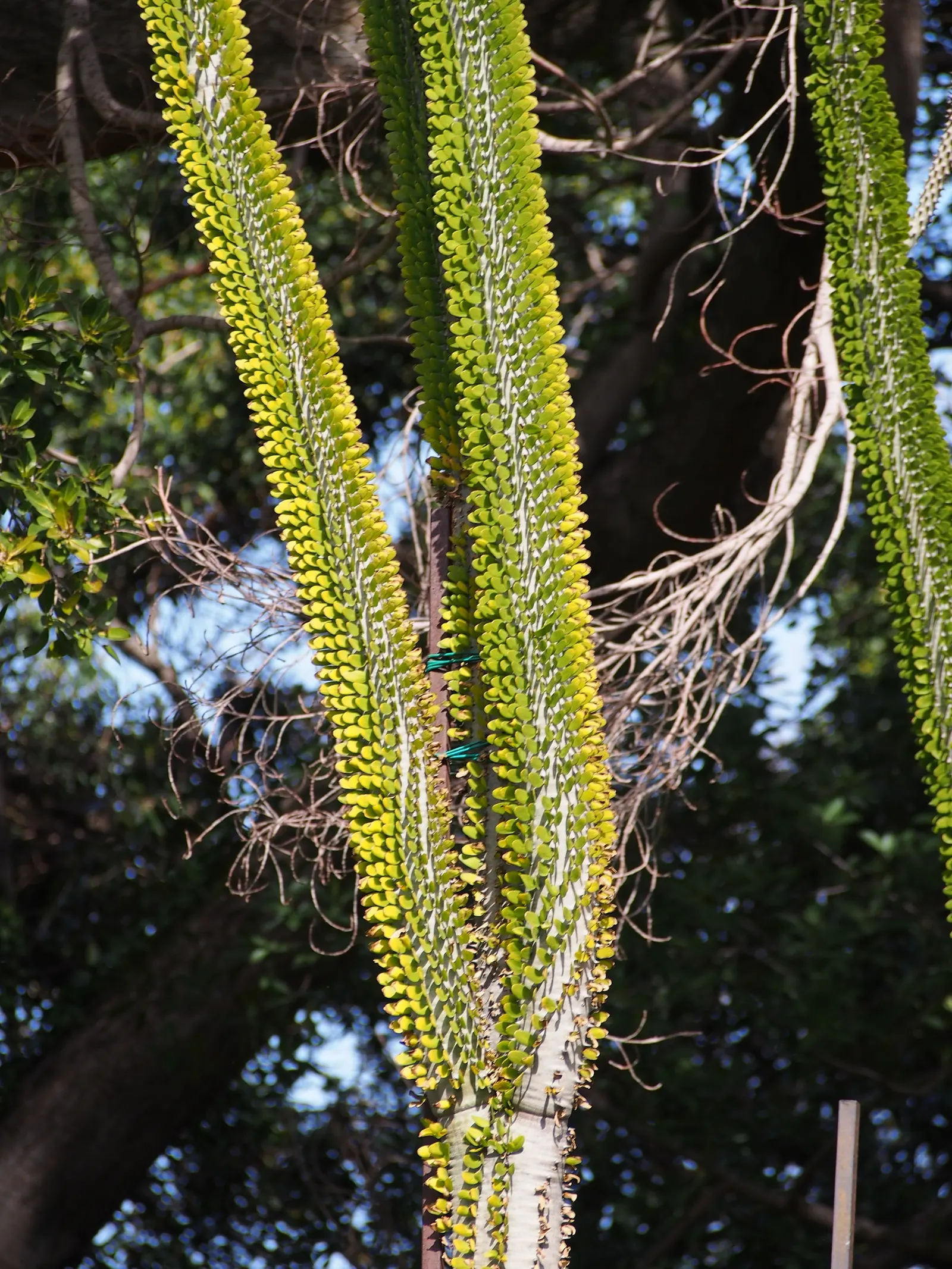African Madigascan (Alluaudia Procera) — this plant's water needs are minimal once established