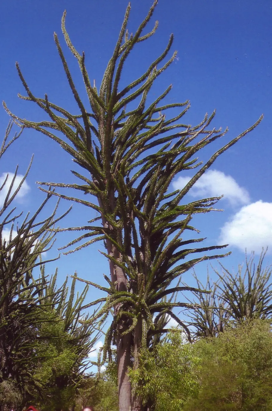 African Madigascan (Alluaudia Procera) — Space at least 6 feet apart to accommodate its spread