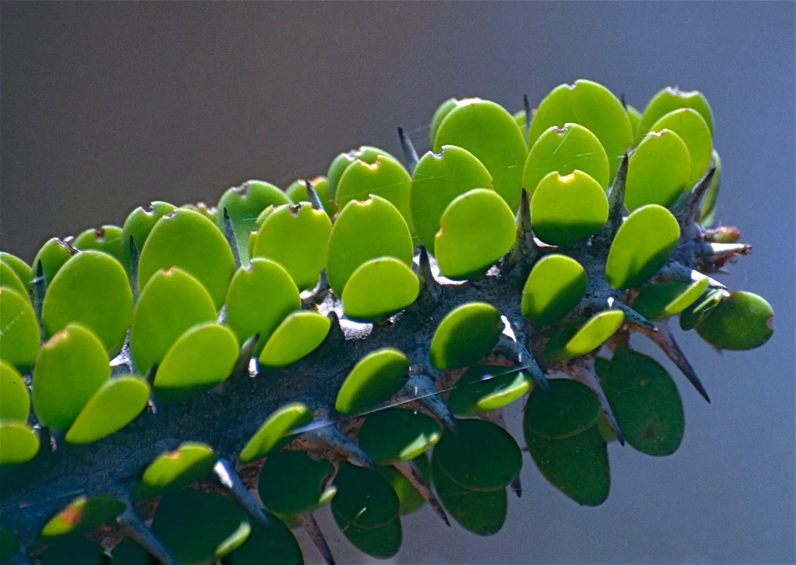 African Madigascan (Alluaudia Procera) — shrub with white blooms