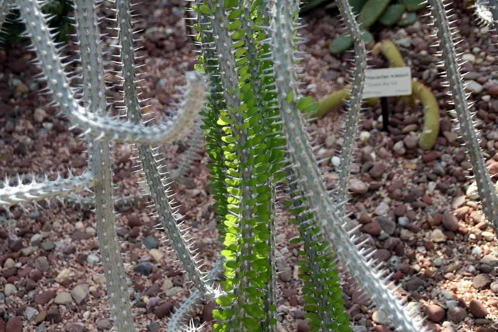 African Madigascan (Alluaudia Procera) — growing up to 18 feet tall; columnar stems are covered in sharp