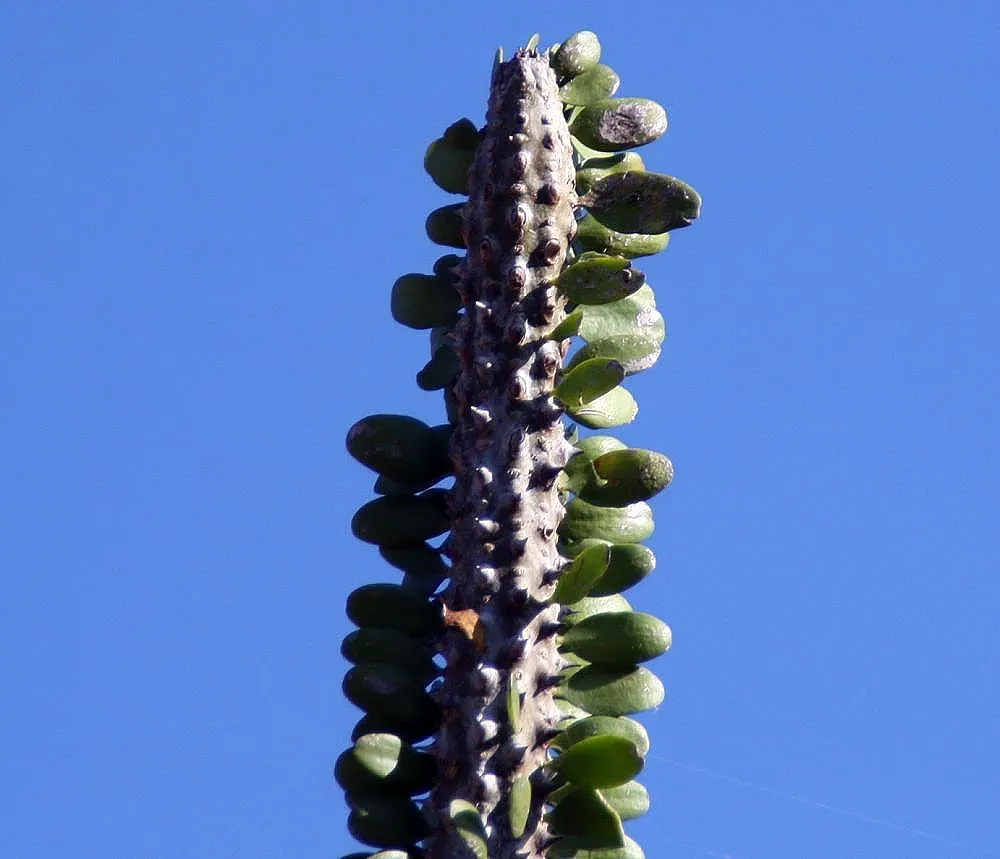 African Madigascan (Alluaudia Procera) — shrub for full or half