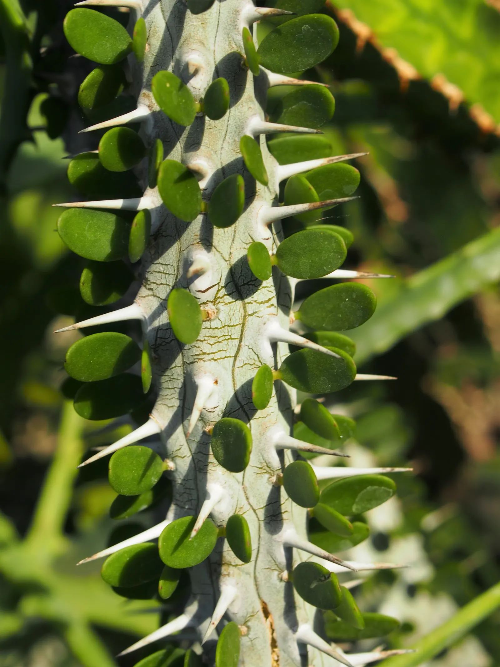 African Madigascan (Alluaudia Procera) — offering both textural contrast and architectural height