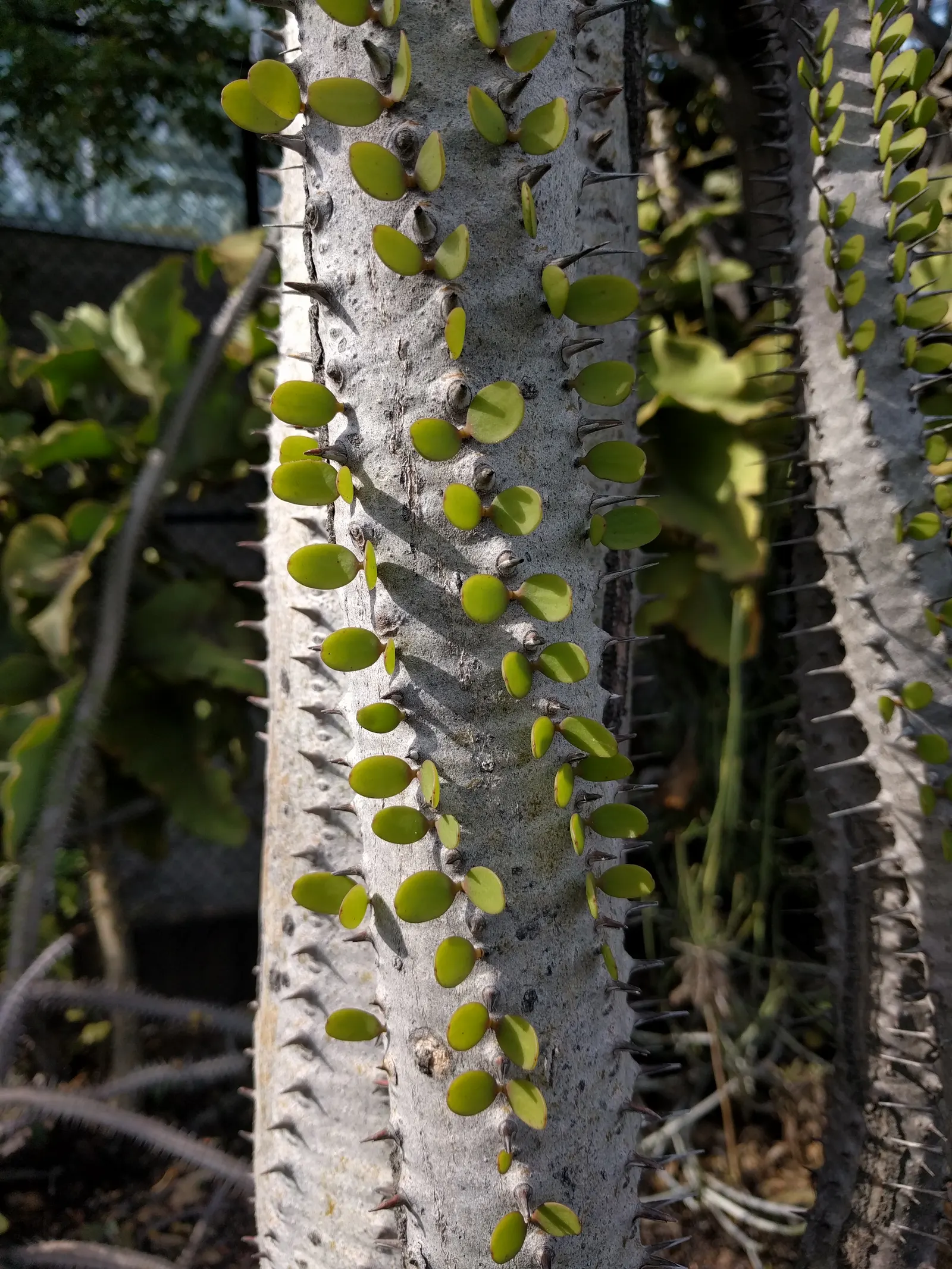 African Madigascan (Alluaudia Procera) — This plant is a remarkable addition to any xeriscape garden or arid landscape design; offering both textural contrast