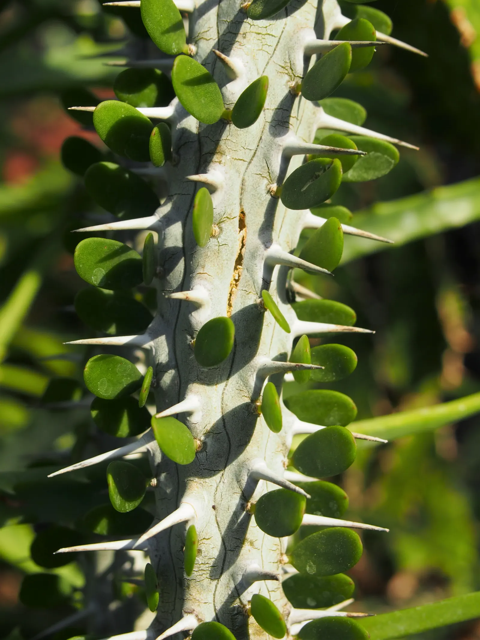 African Madigascan (Alluaudia Procera) — These deciduous leaves will often drop during periods of drought to conserve water