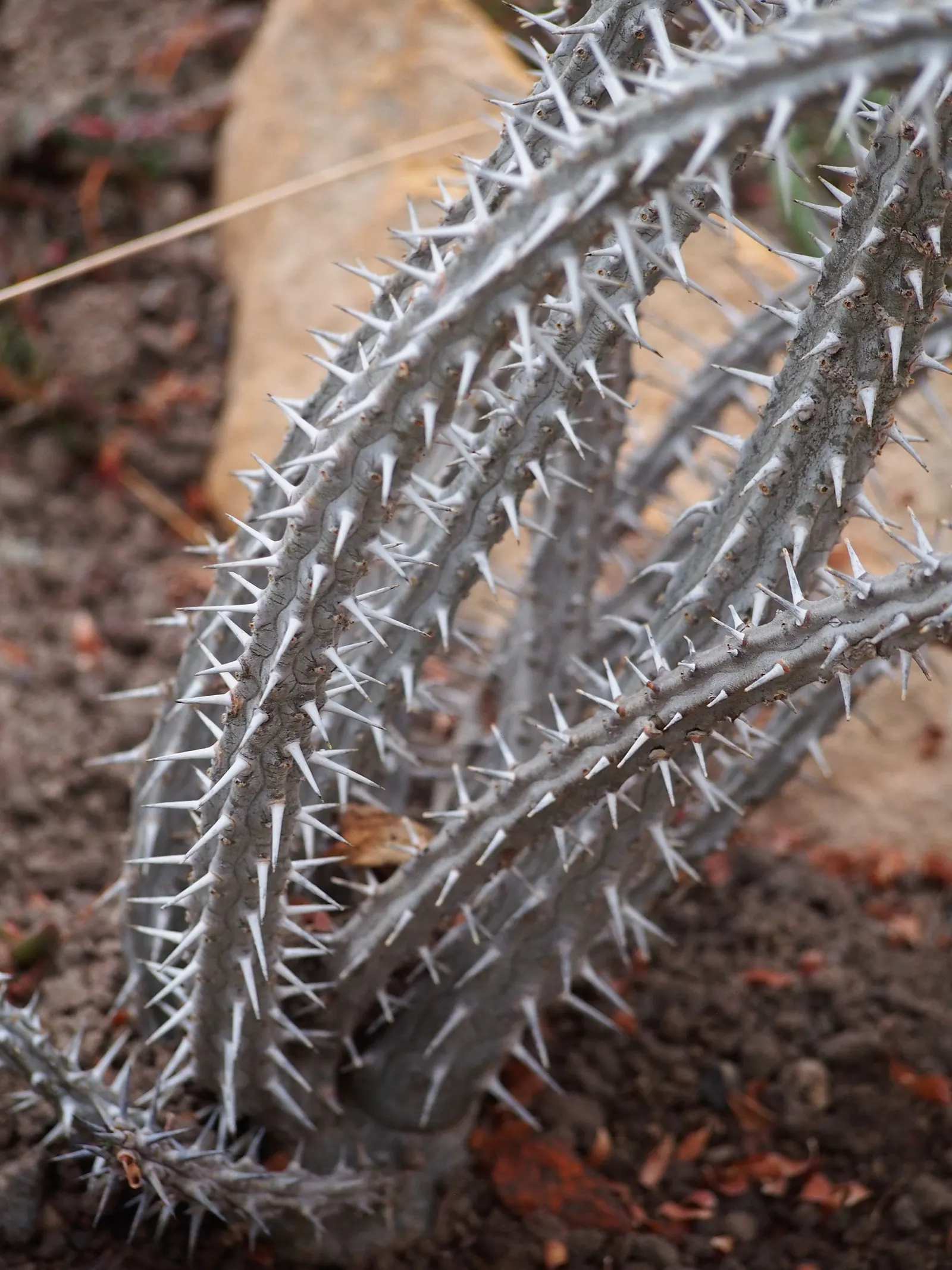 African Madigascan (Alluaudia Procera) — needle-like spines measuring approximately 1 to 2 inches long