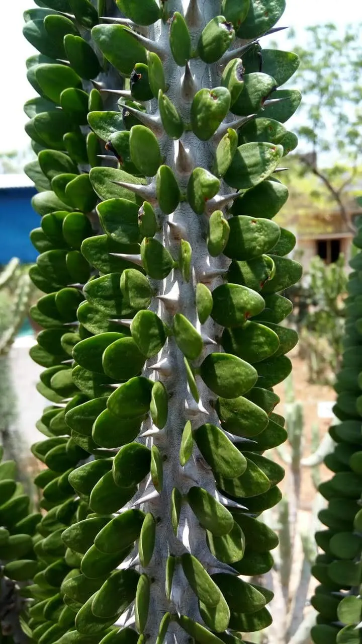 African Madigascan (Alluaudia Procera) — provides a sustainable and exotic focal point for clients interested in unique