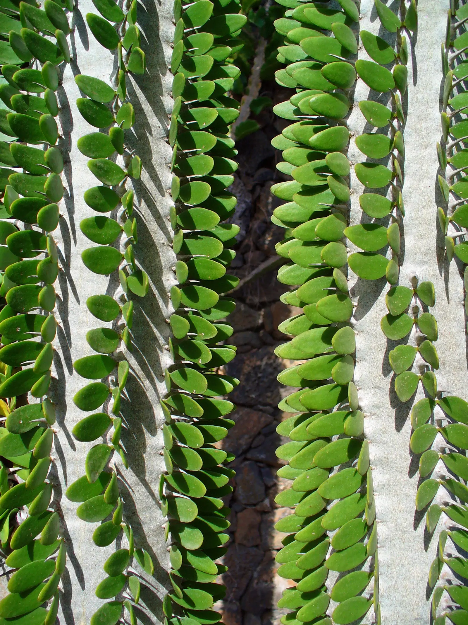 African Madigascan (Alluaudia Procera) — Its cylindrical, upright branches, covered with small, spiny leaves, lend a unique, architectural aesthetic