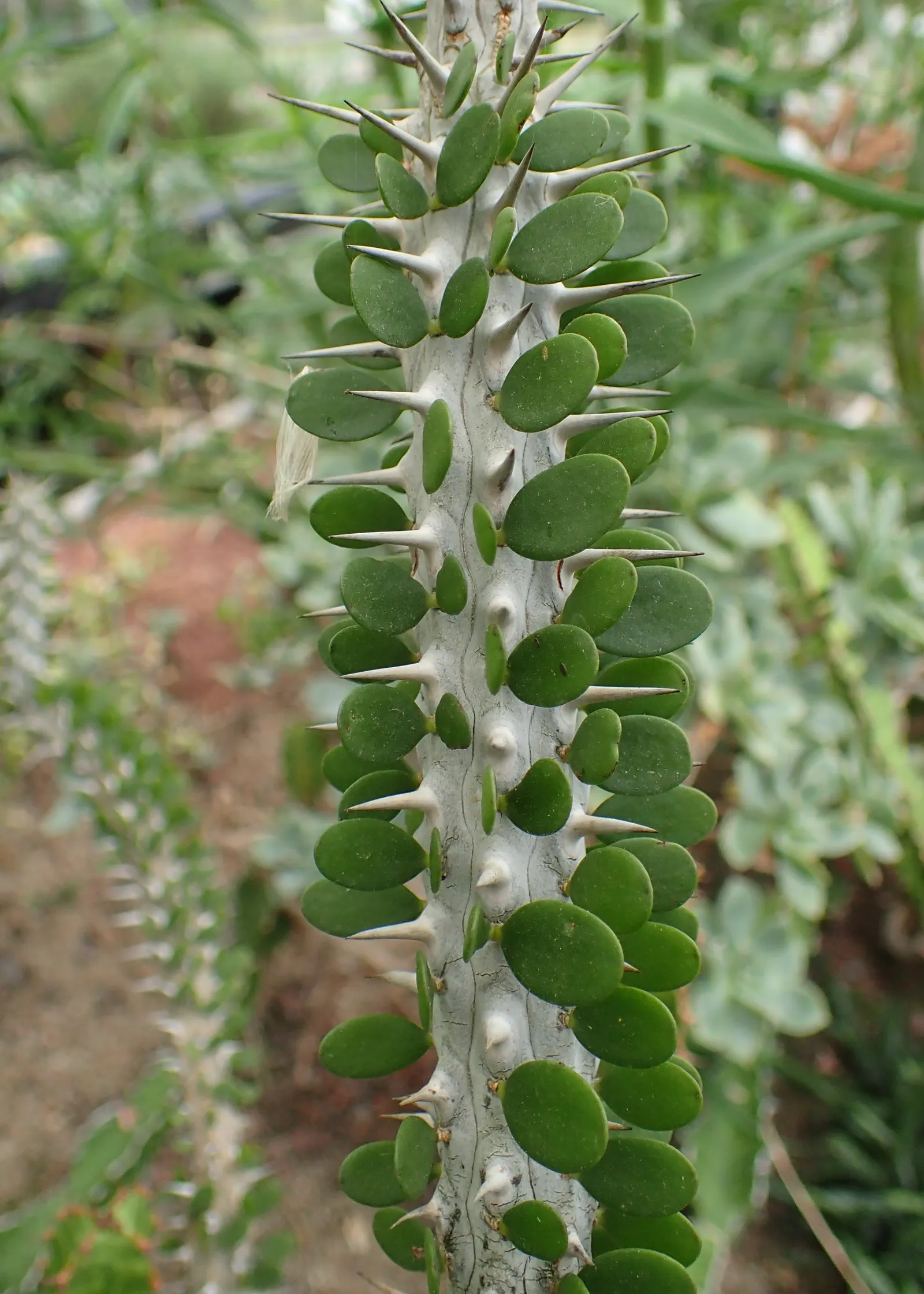 African Madigascan (Alluaudia Procera) — Provides a dramatic vertical element and requires minimal maintenance, perfect for a low-water-use garden
