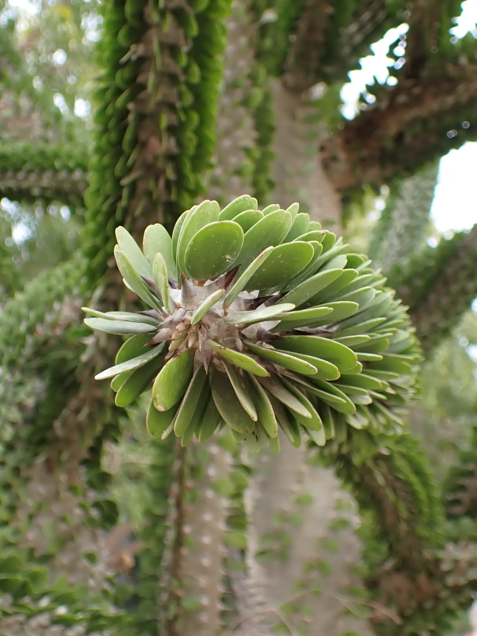 African Madigascan (Alluaudia Procera) — Its cylindrical, upright branches, covered with small, spiny leaves, lend a unique, architectural, image 53