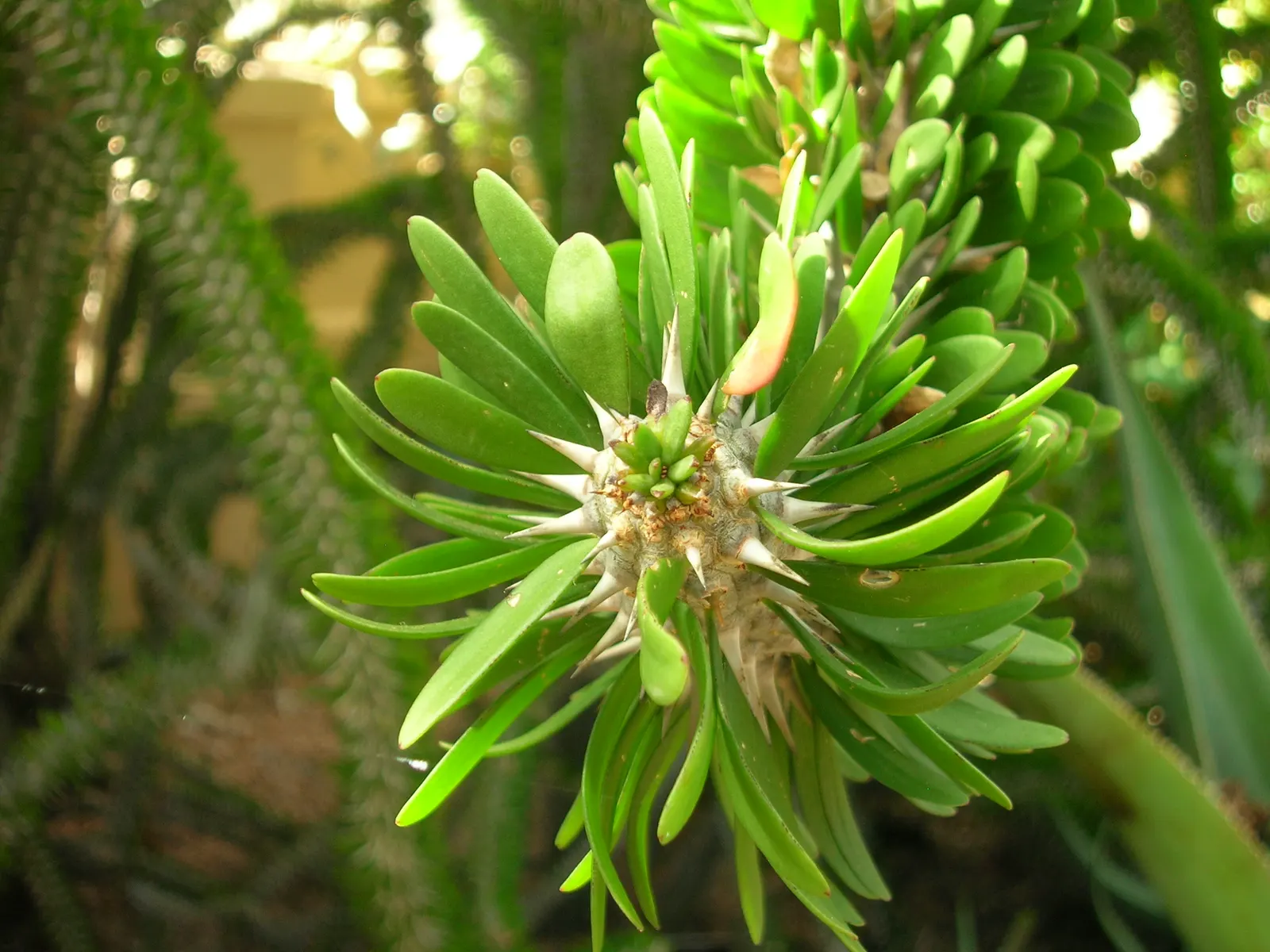 African Madigascan (Alluaudia Procera) — needle-like spines measuring approximately 1 to 2 inches long; provides a dramatic vertical element and requires