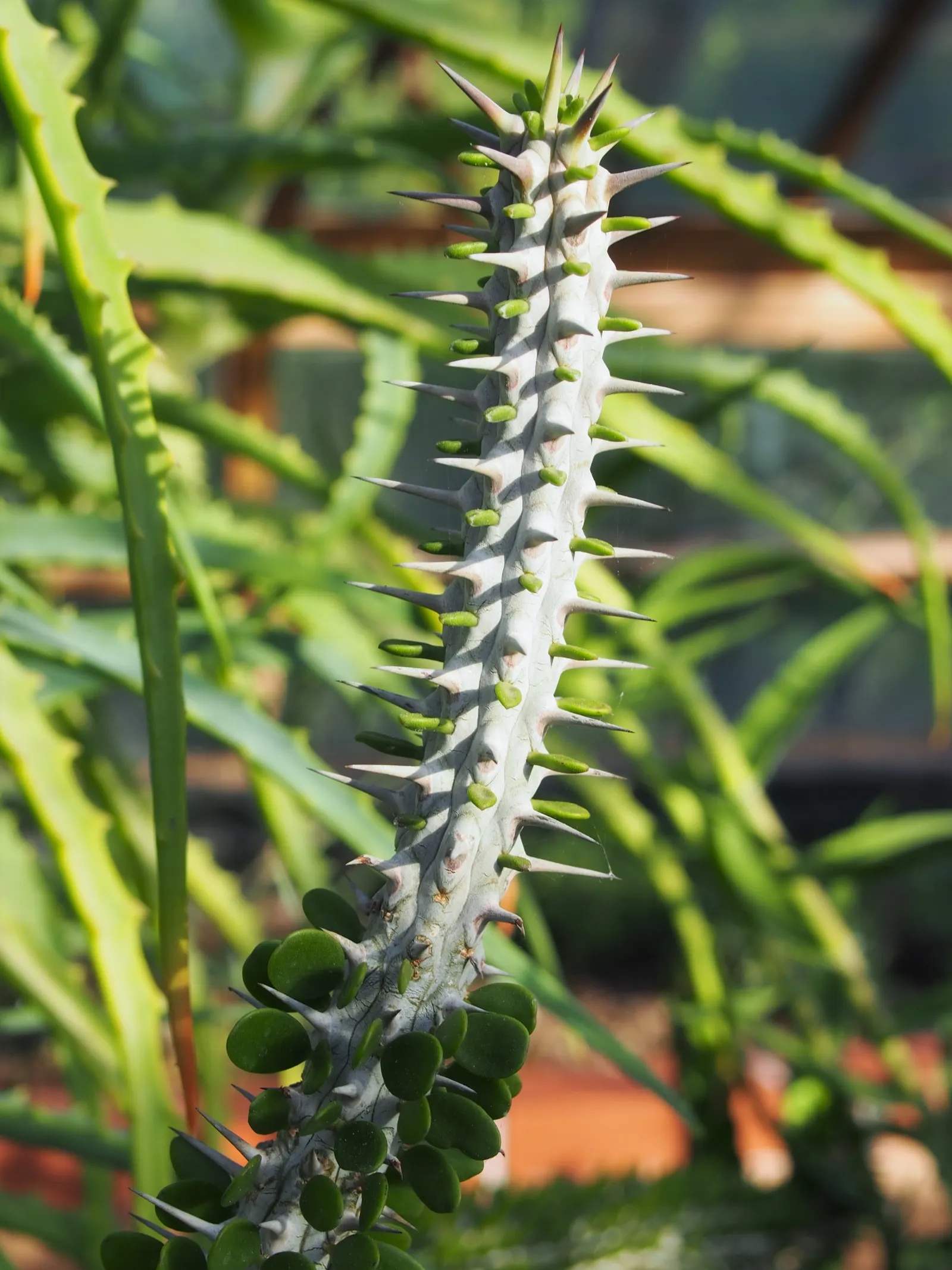 African Madigascan (Alluaudia Procera) — showcasing the attractive