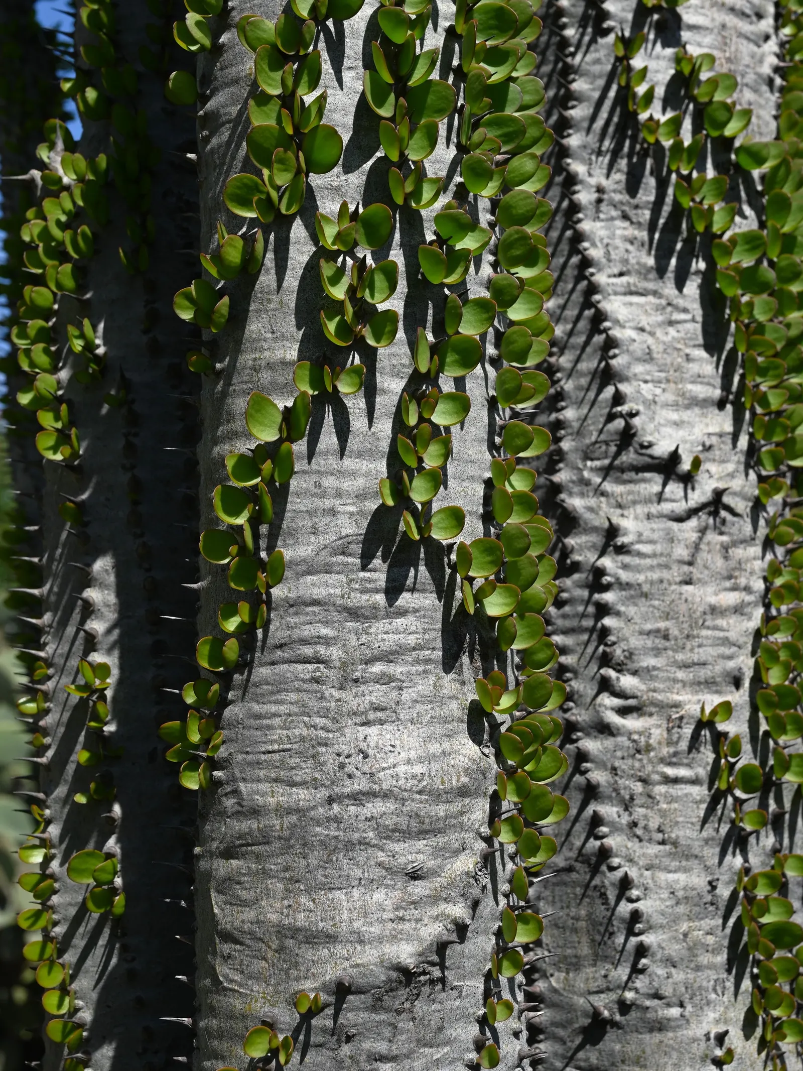 African Madigascan (Alluaudia Procera) — is a distinctive spiny succulent native to the arid regions of Madagascar