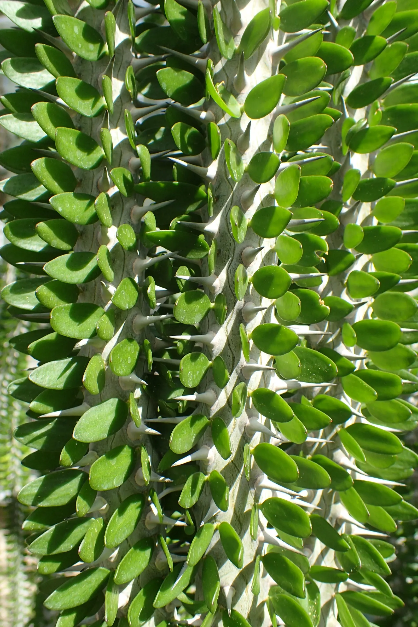 African Madigascan (Alluaudia Procera) — offering both textural contrast and architectural height; <br><br>Alluaudia procera thrives in full sunlight and