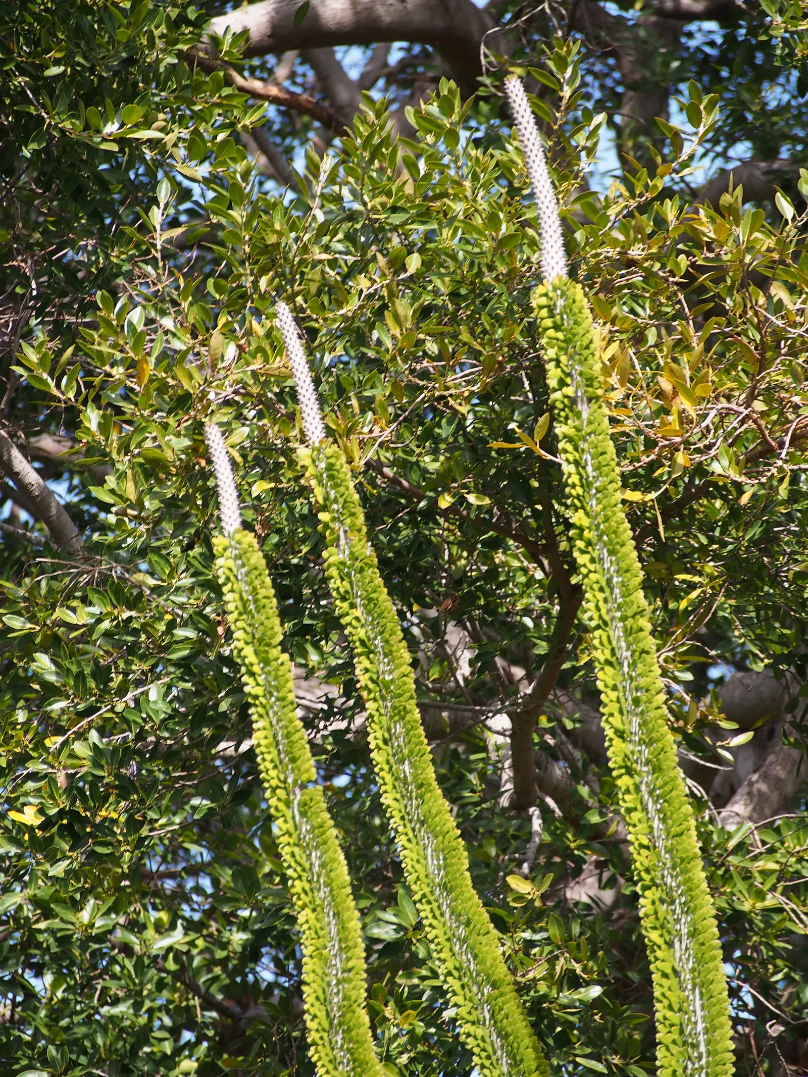African Madigascan (Alluaudia Procera) — dry conditions and can handle temperatures as low as 30°F for short periods