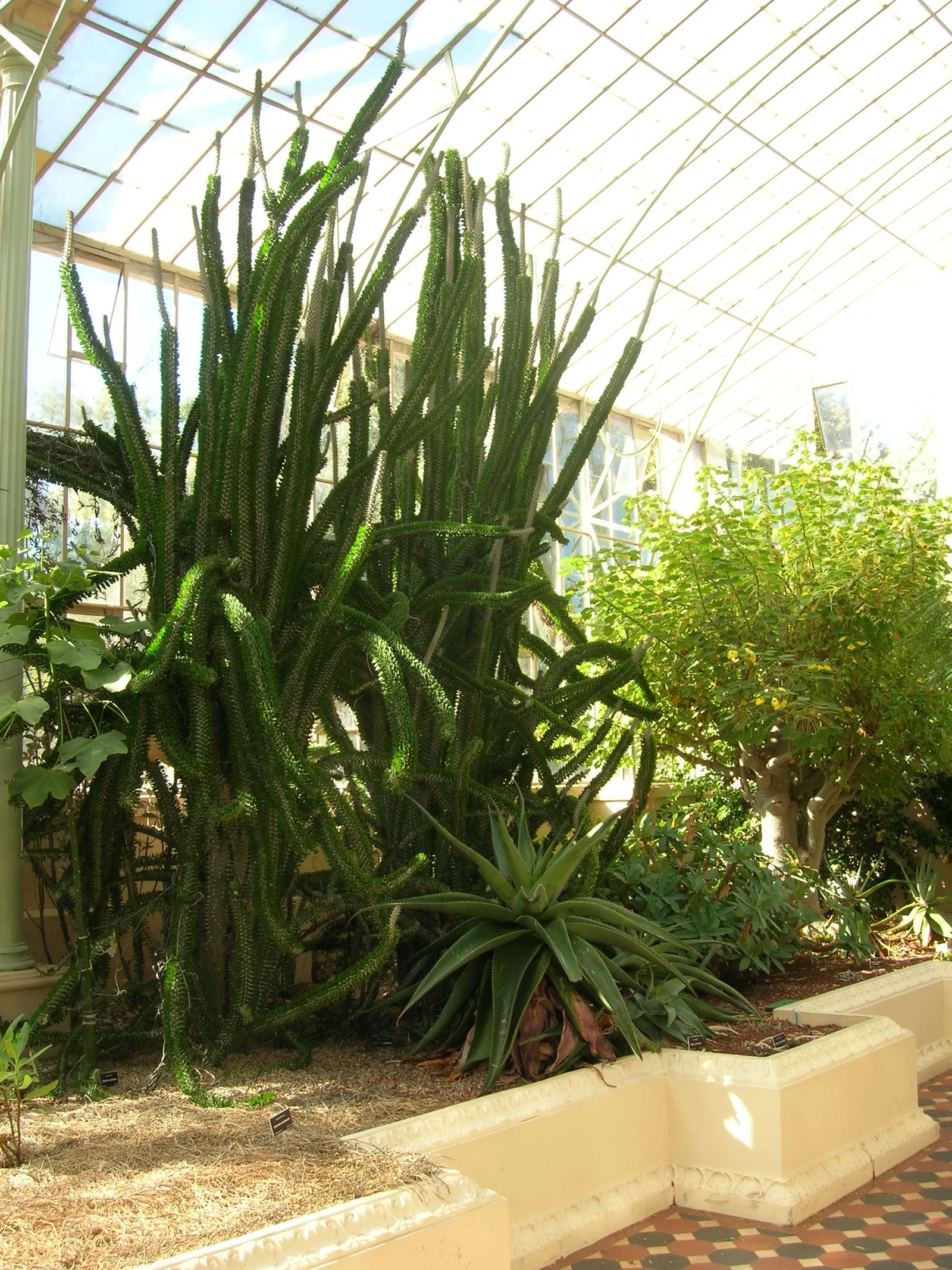 African Madigascan (Alluaudia Procera) — These deciduous leaves will often drop during periods of drought to conserve water; this plant's water needs are