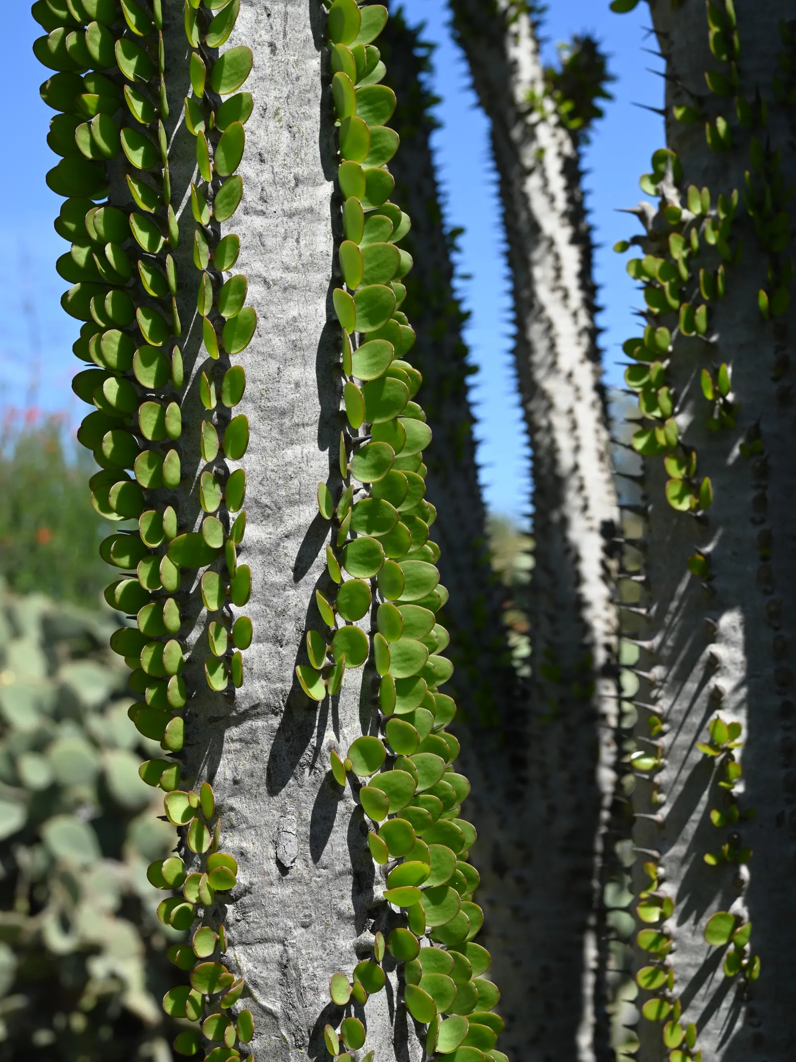 African Madigascan (Alluaudia Procera) — This plant is a remarkable addition to any xeriscape garden or arid landscape design