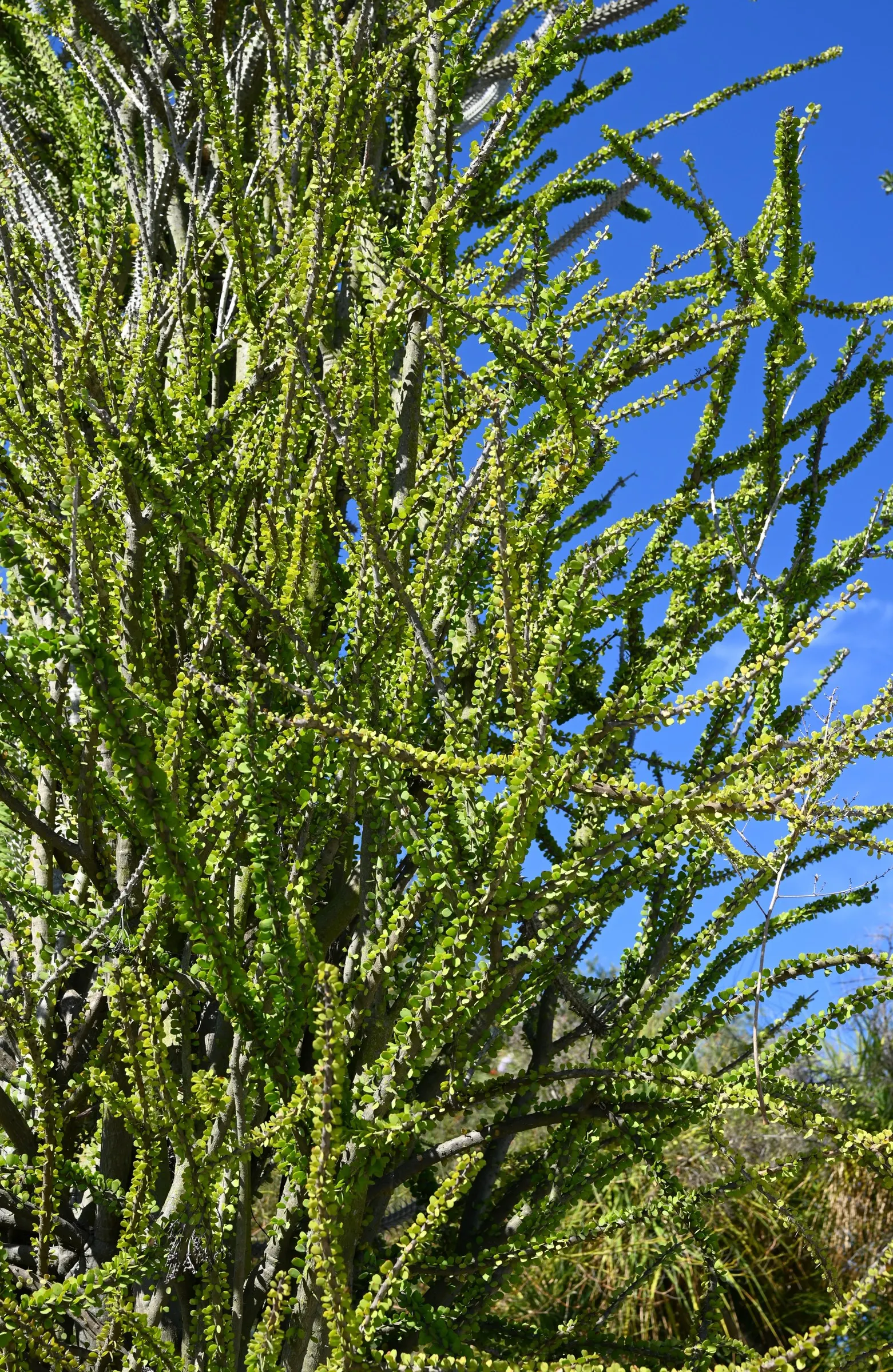 African Madigascan (Alluaudia Procera) — thorny silhouette of the plant's branches